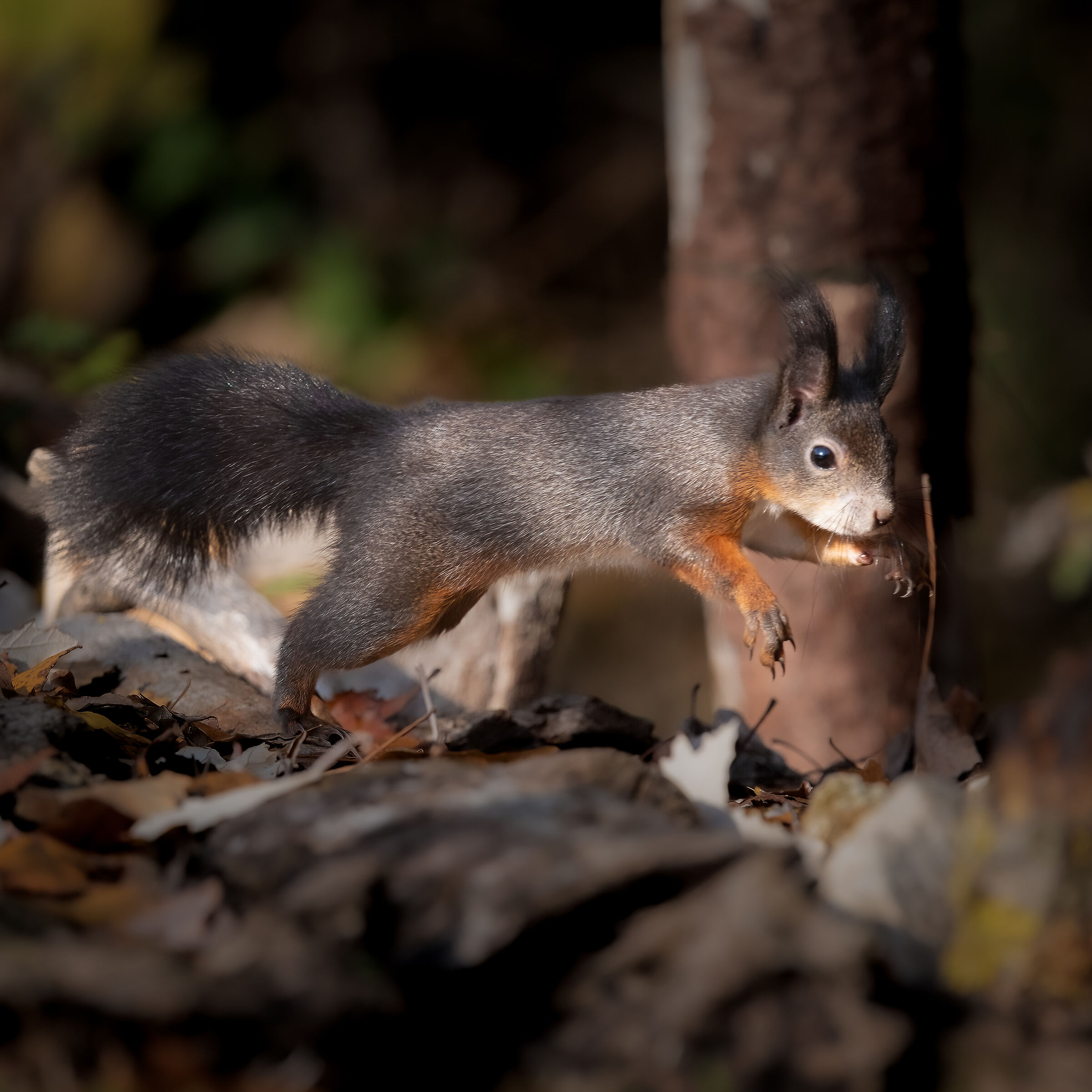 RED SQUIRREL