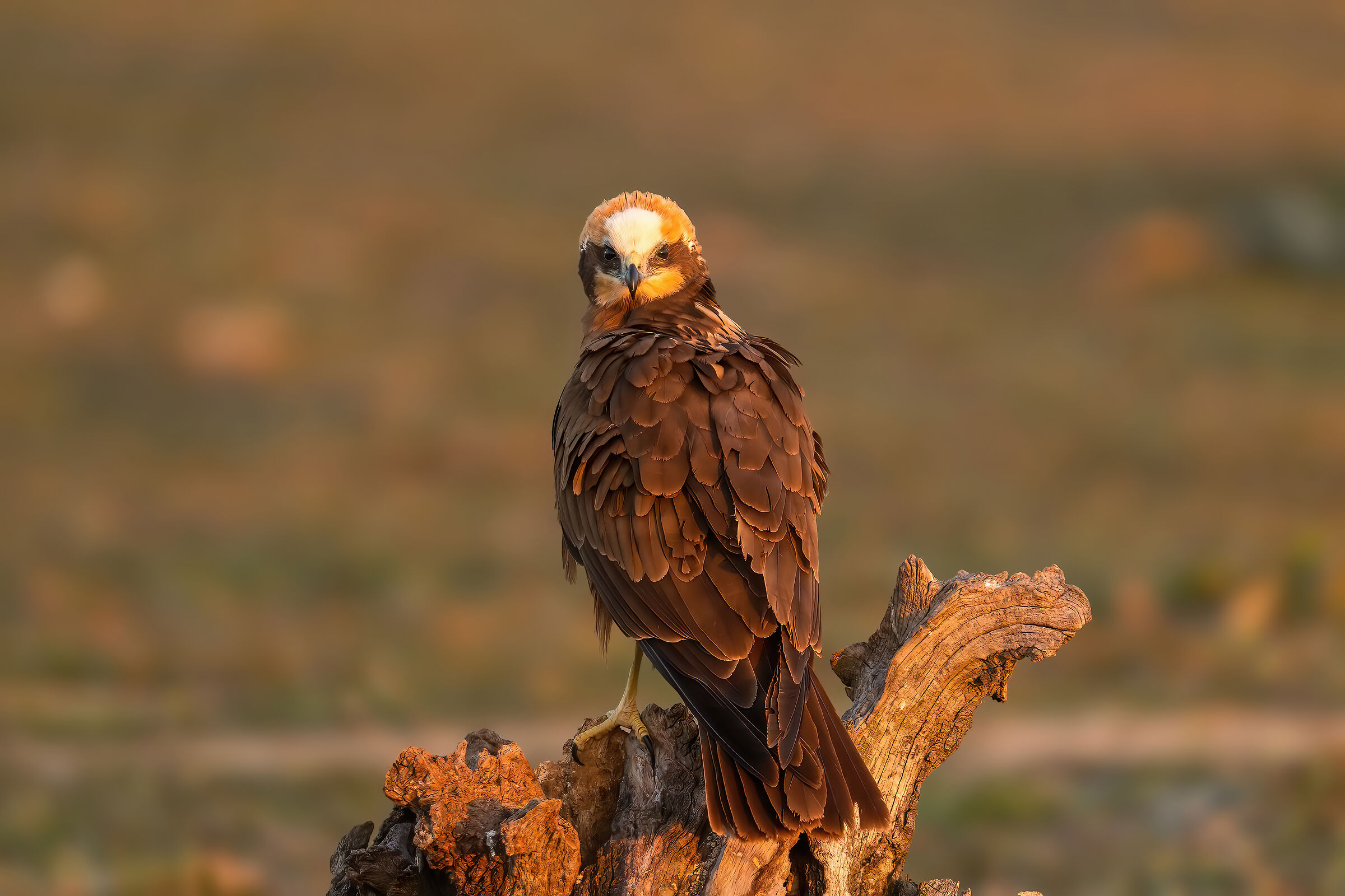 Falco di palude, alba