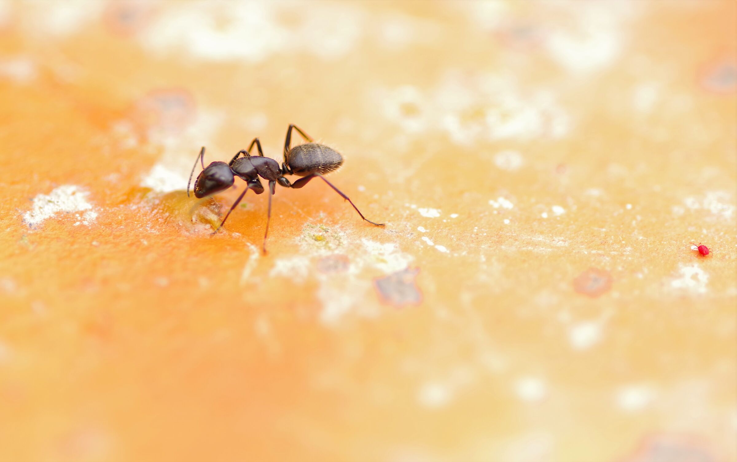 black ant versus red spider