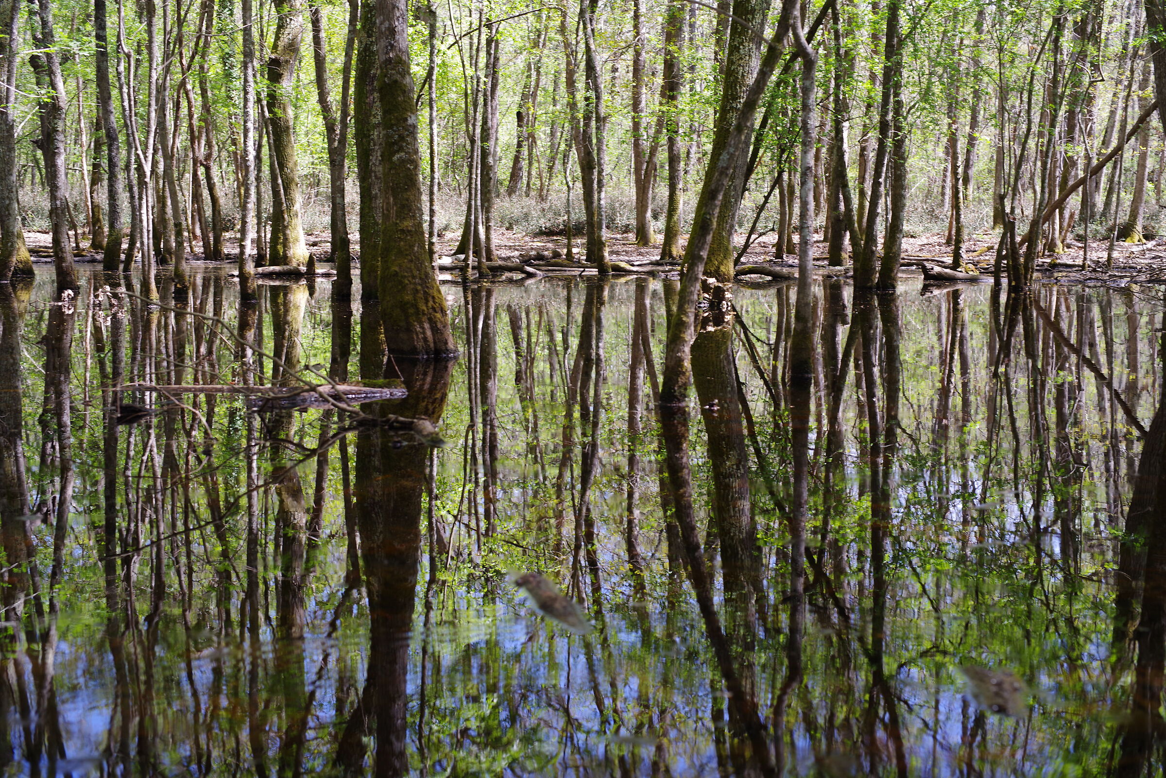 Verdesca swimming pool - Sabaudia nature reserve (LT)