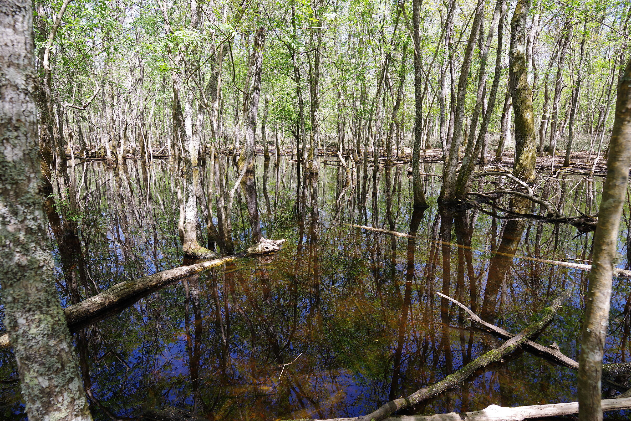 Piscina della Verdesca - riserva naturale Sabaudia