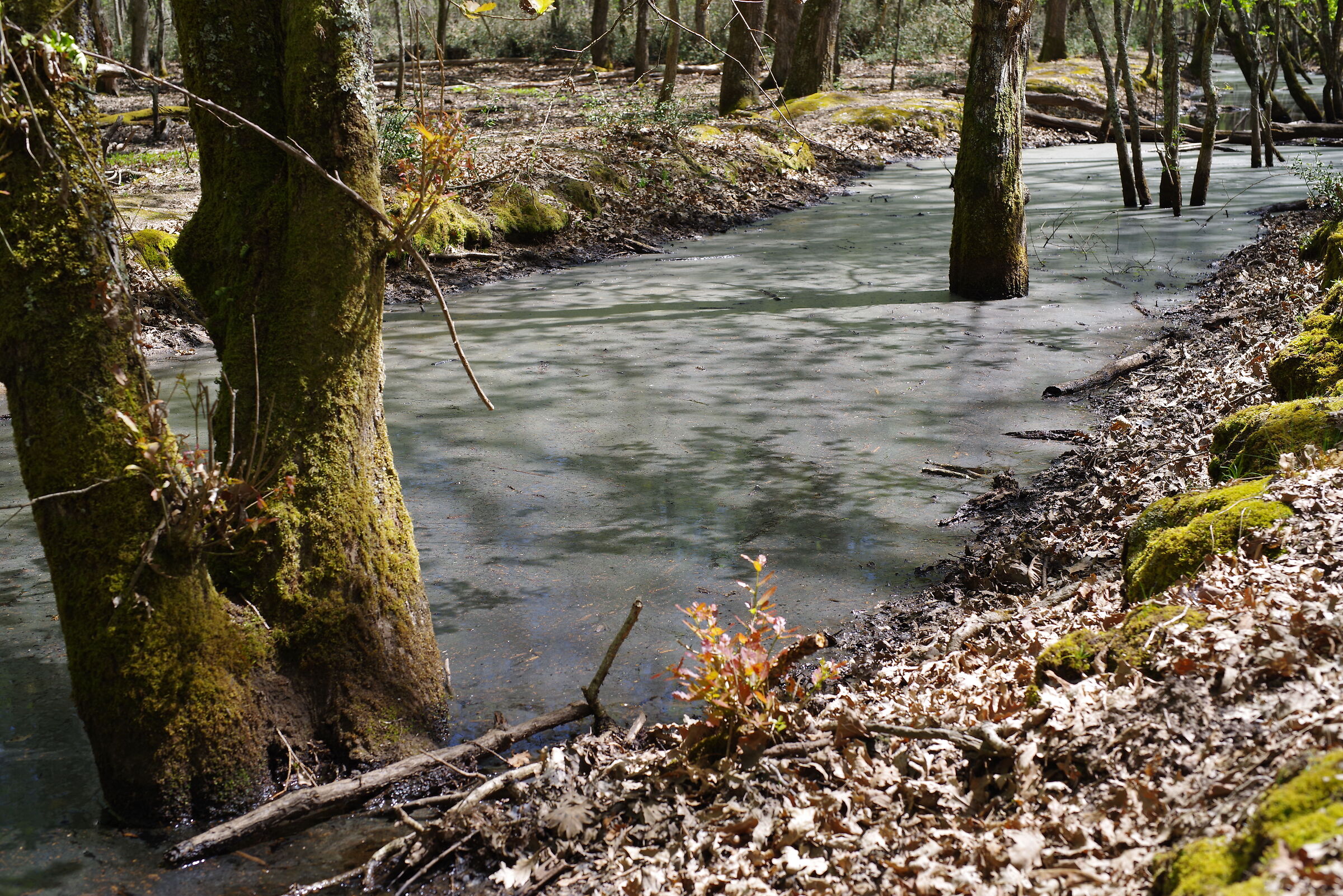 Riserva naturale Sabaudia