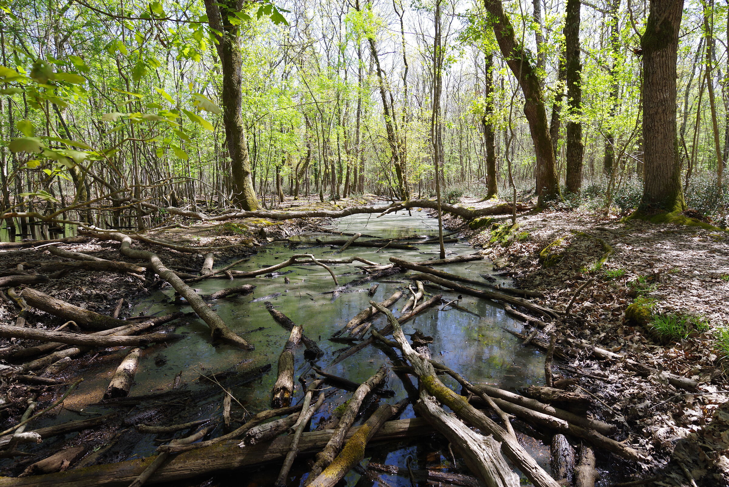 Verdesca swimming pool - Sabaudia nature reserve (LT)