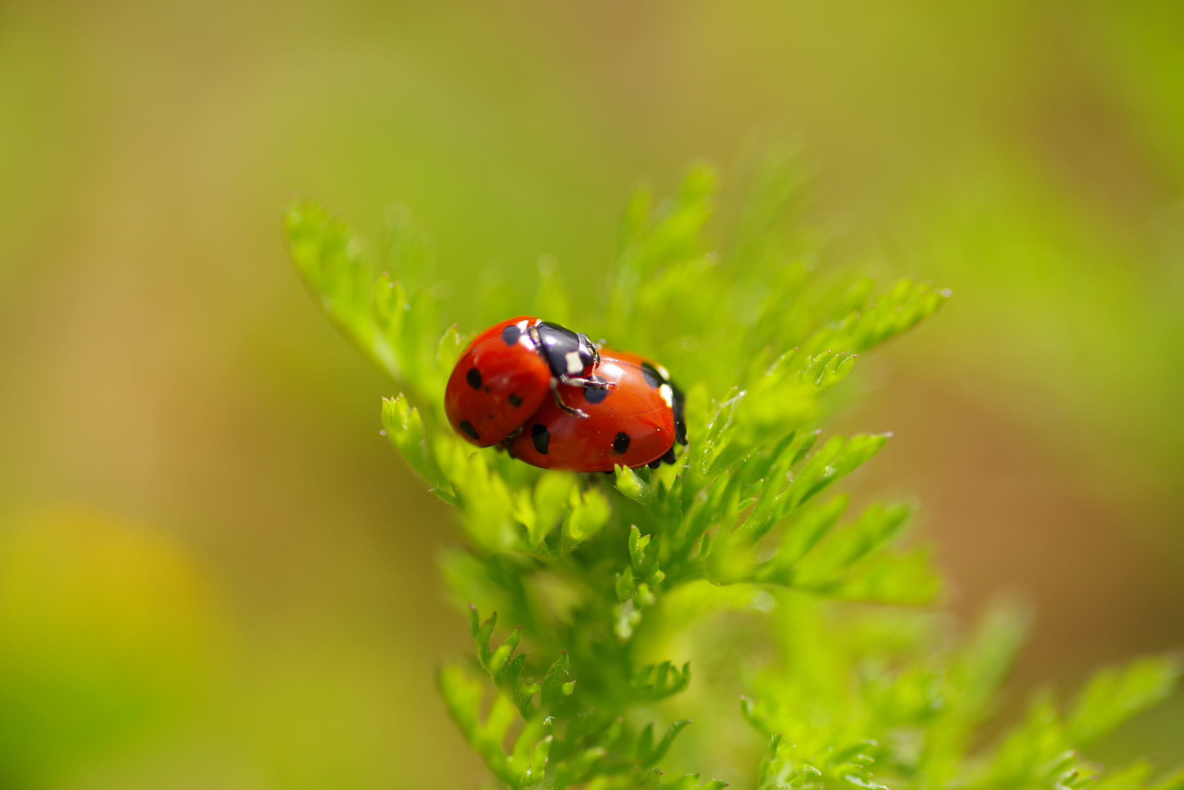 ladybugs in love