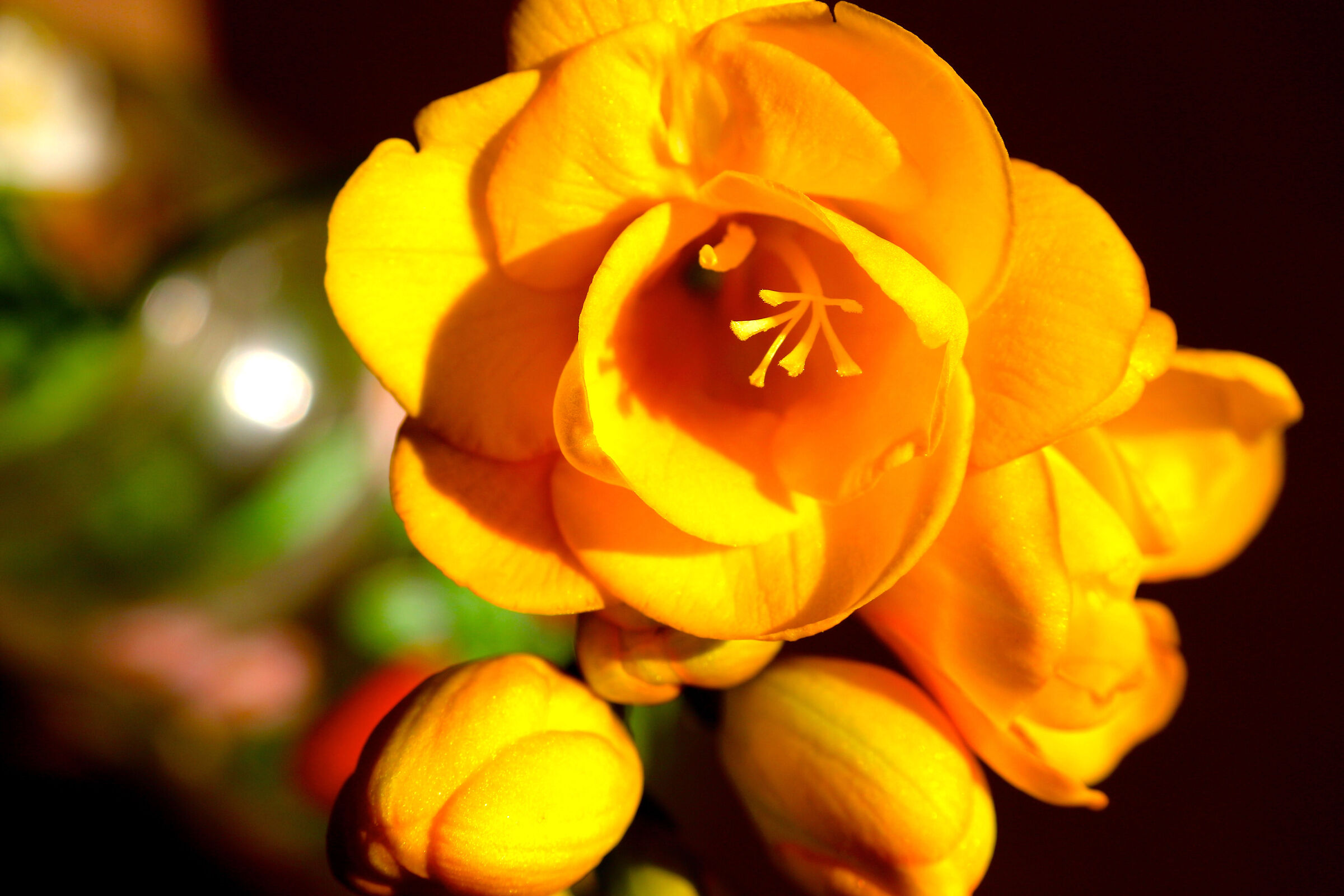 Flower