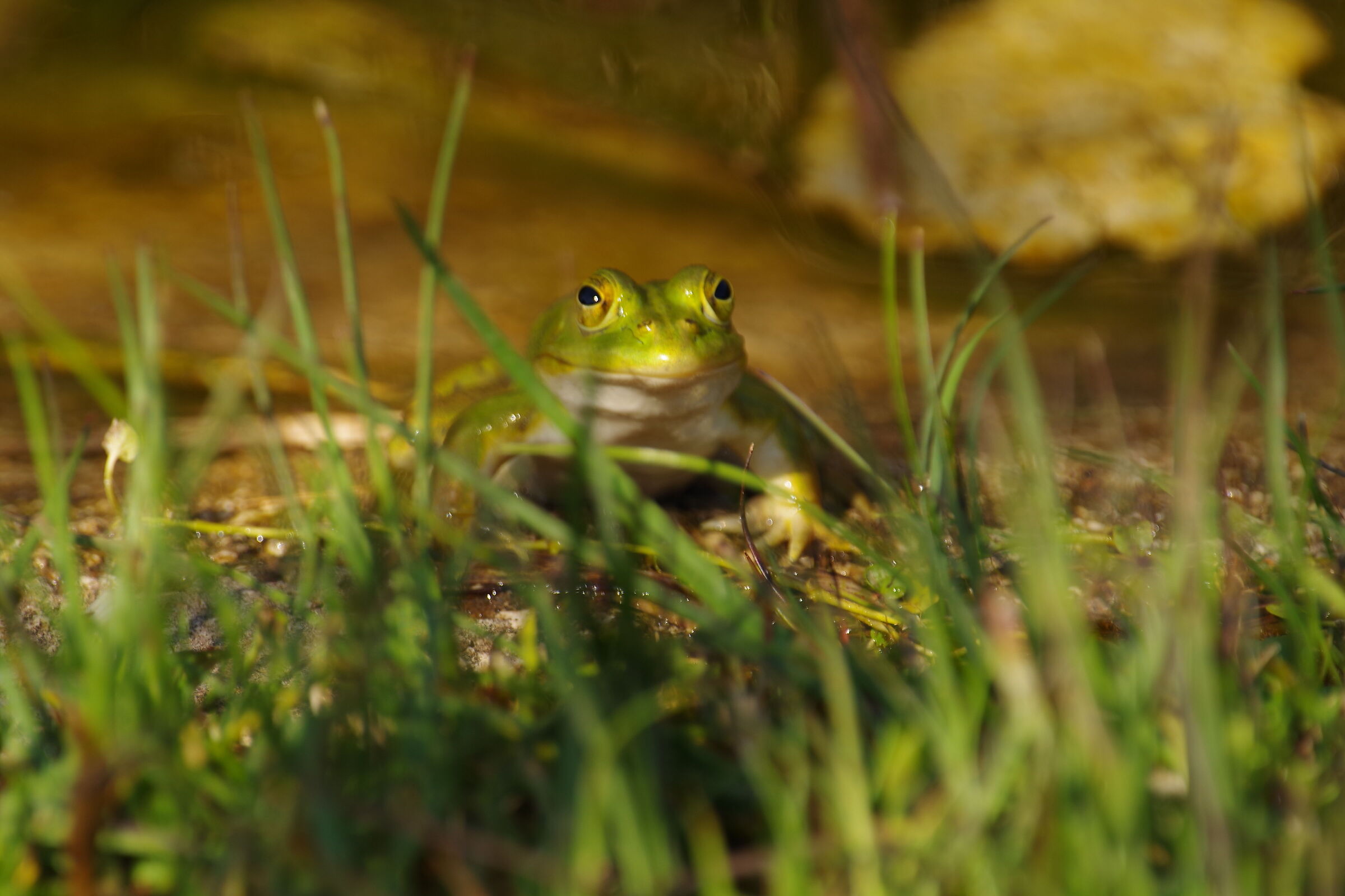 ...vabbè fammi questo ritratto !!!