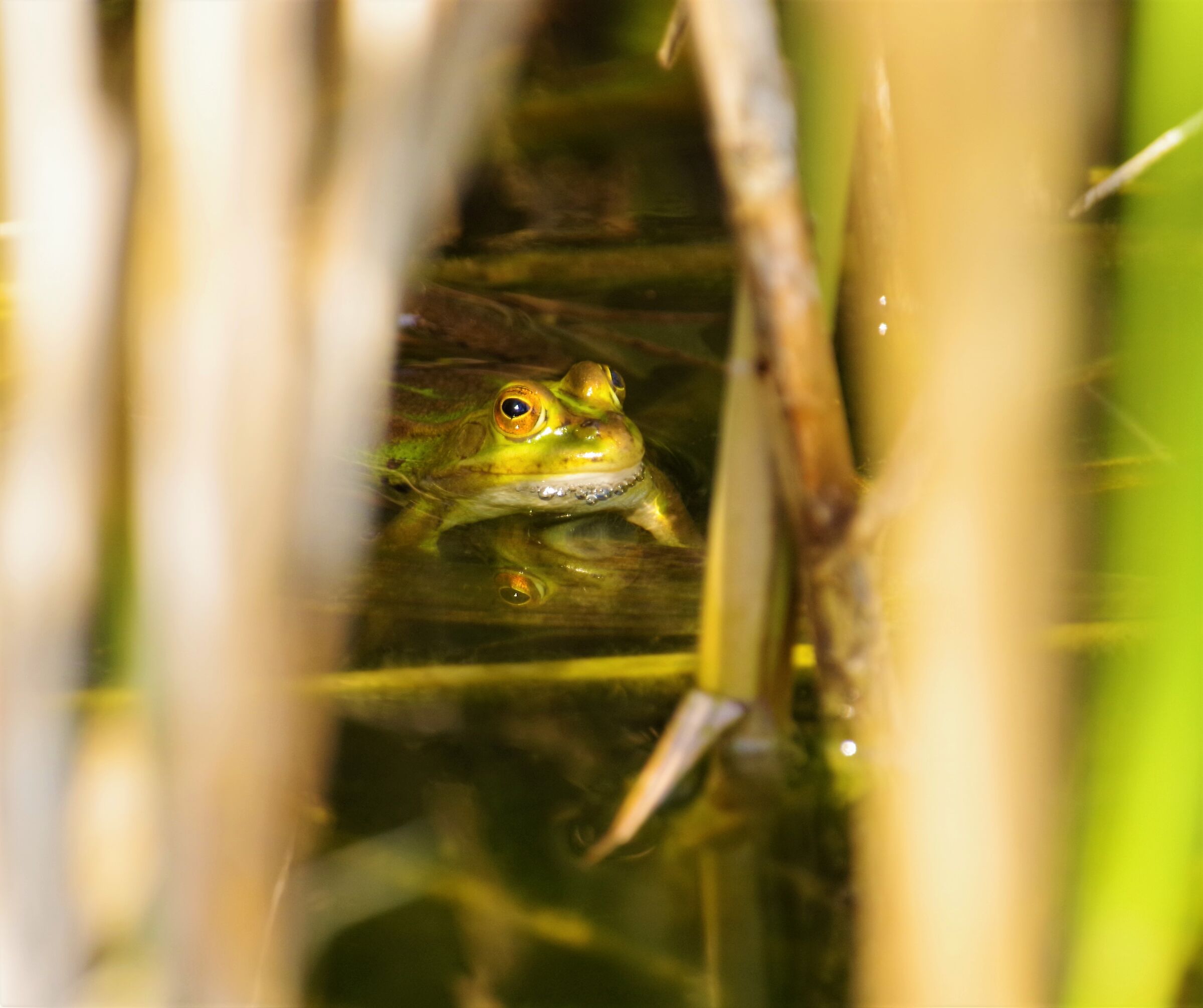 ... here, today I do not go out.