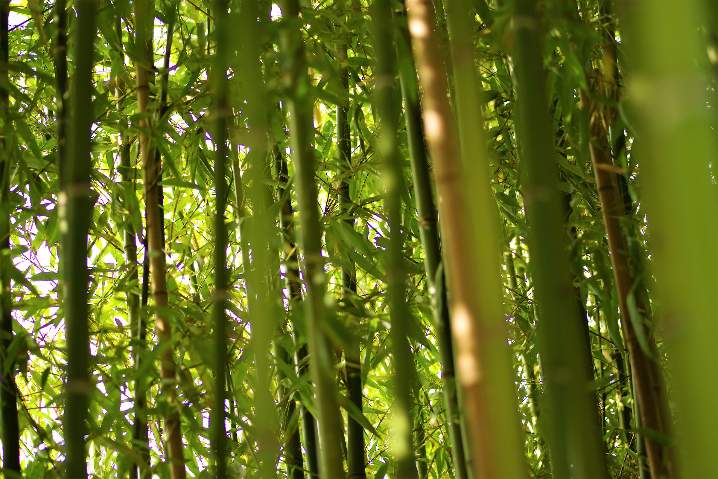 macchia di bamboo