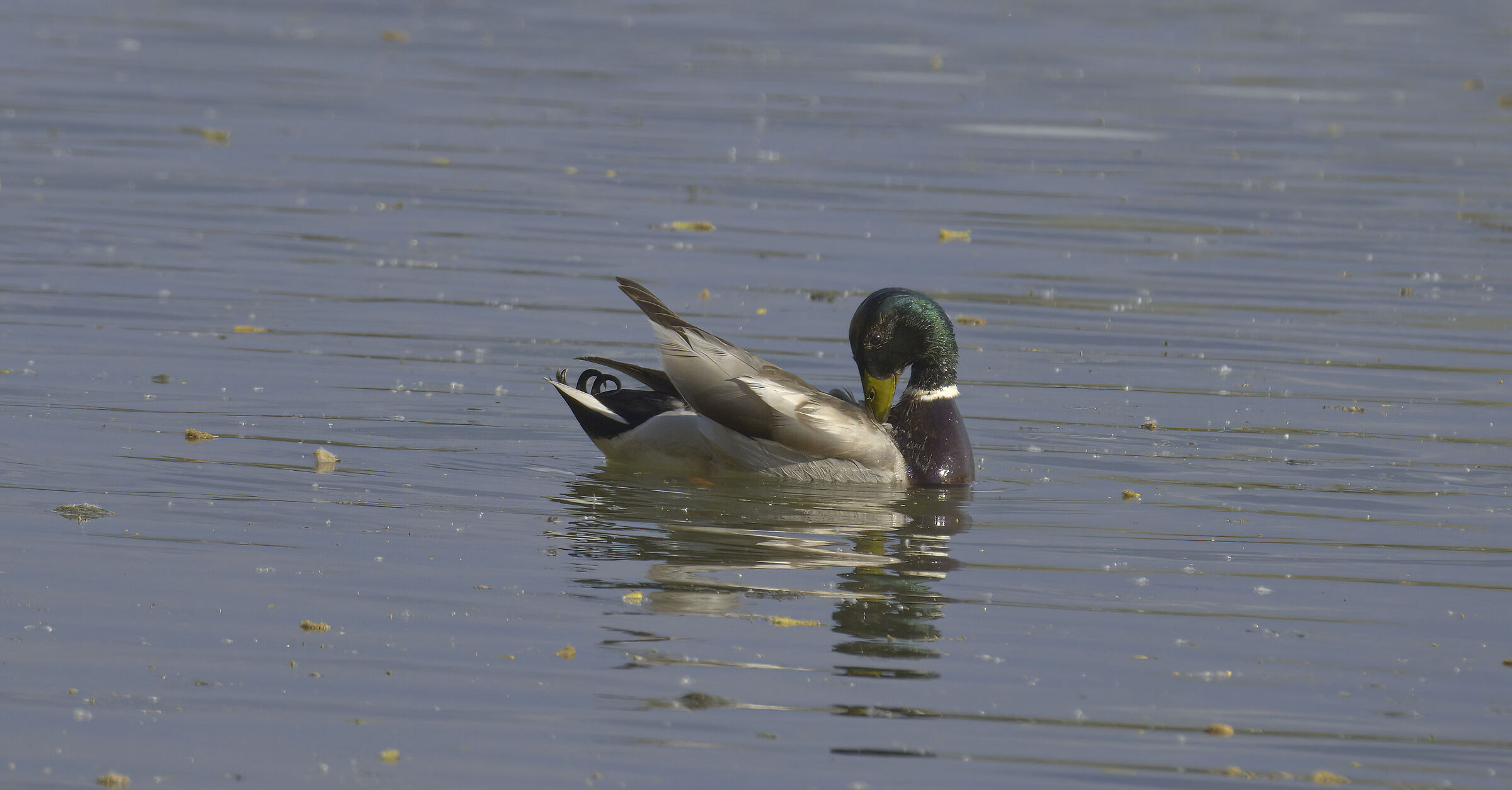 Mallard