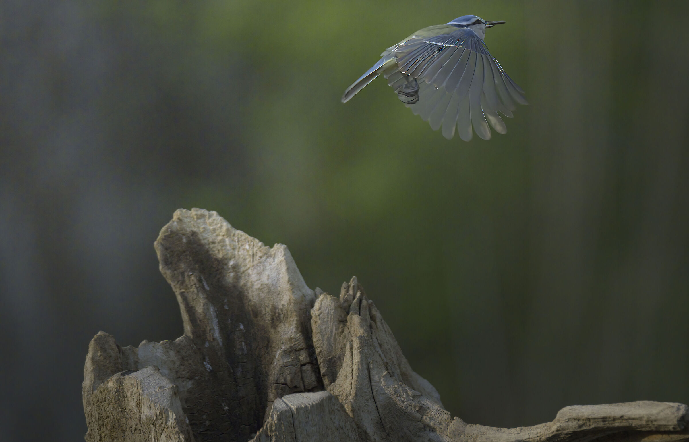 Cinicarella in flight