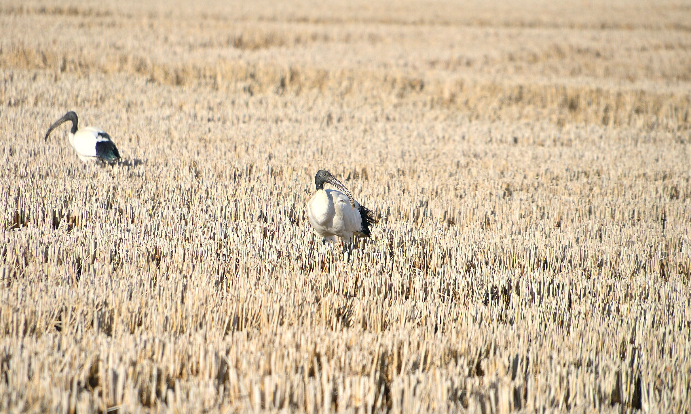 Risaie Vercellesi....