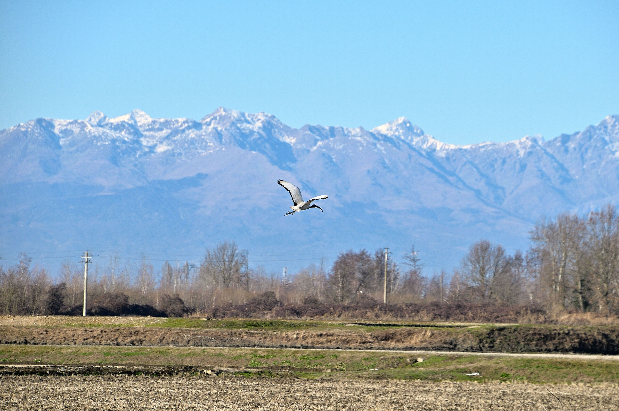 Risaie Vercellesi....