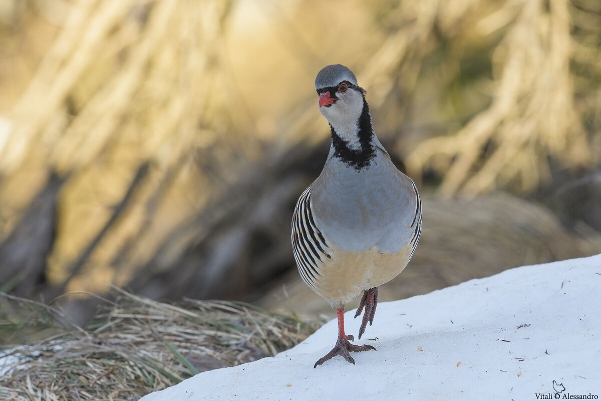Partridge of the Alps
