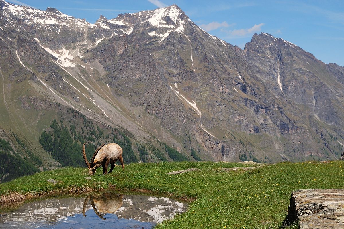 Stambecco a Levionaz