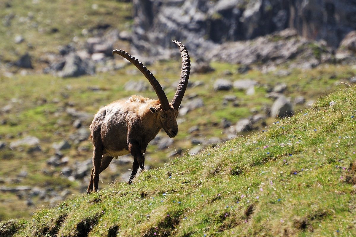 Stambecco a Levionaz