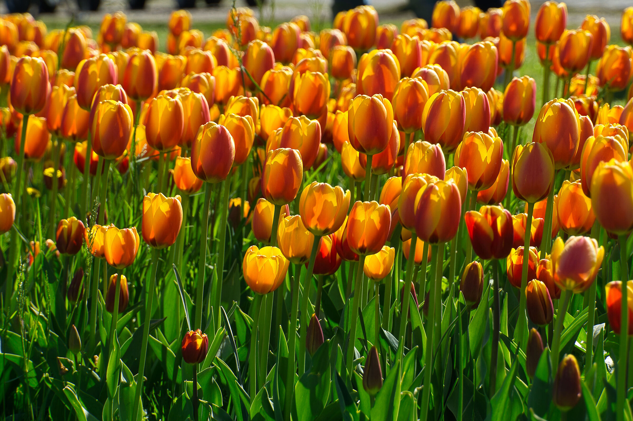 Tulipani giardino Sigurtà