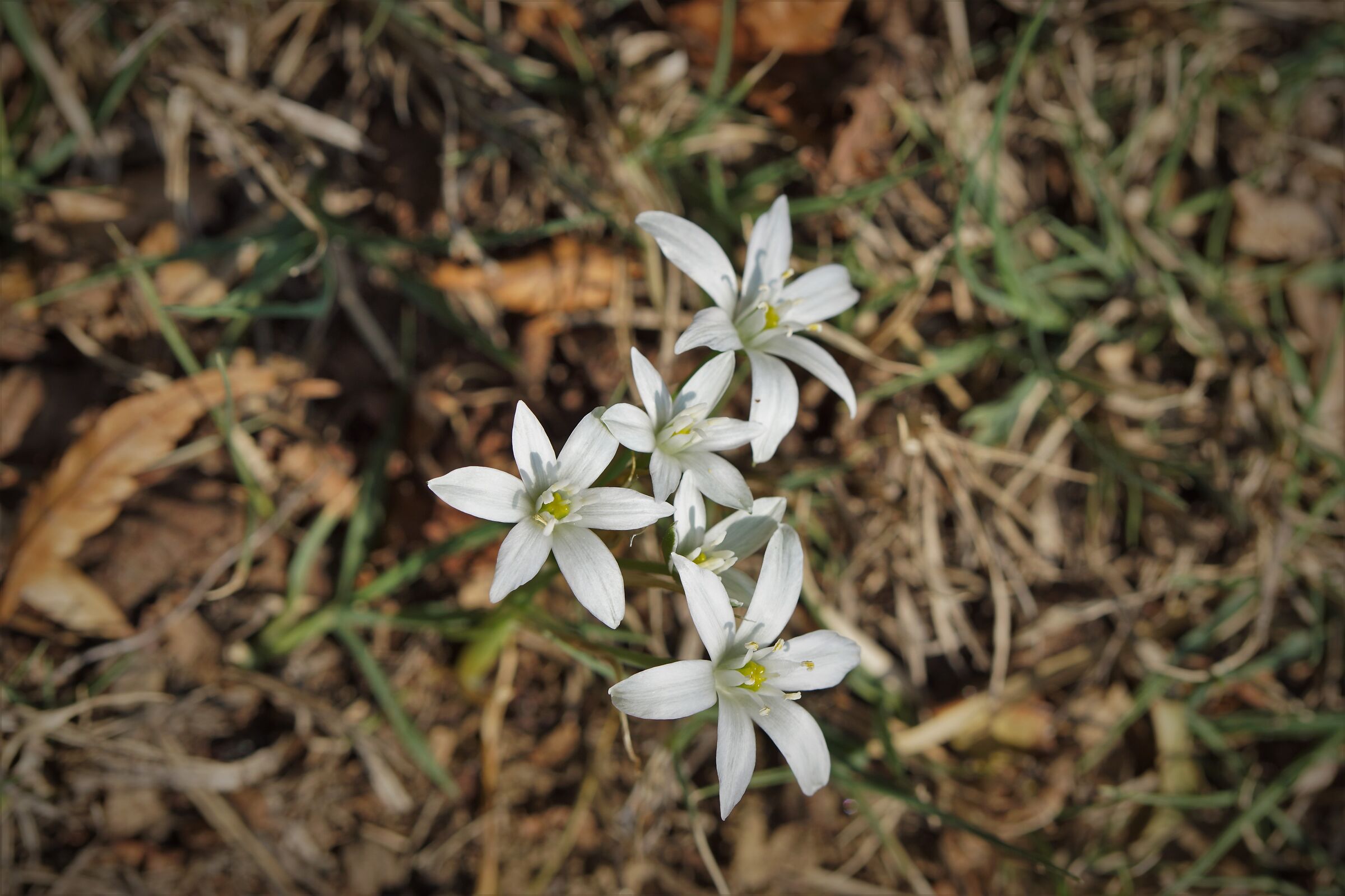 Ornithogalum Umbellatum