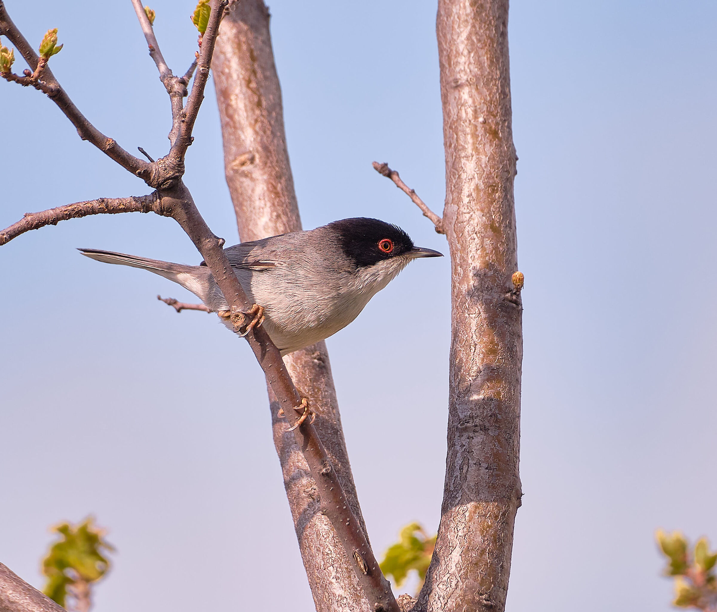 Sardinian warbler