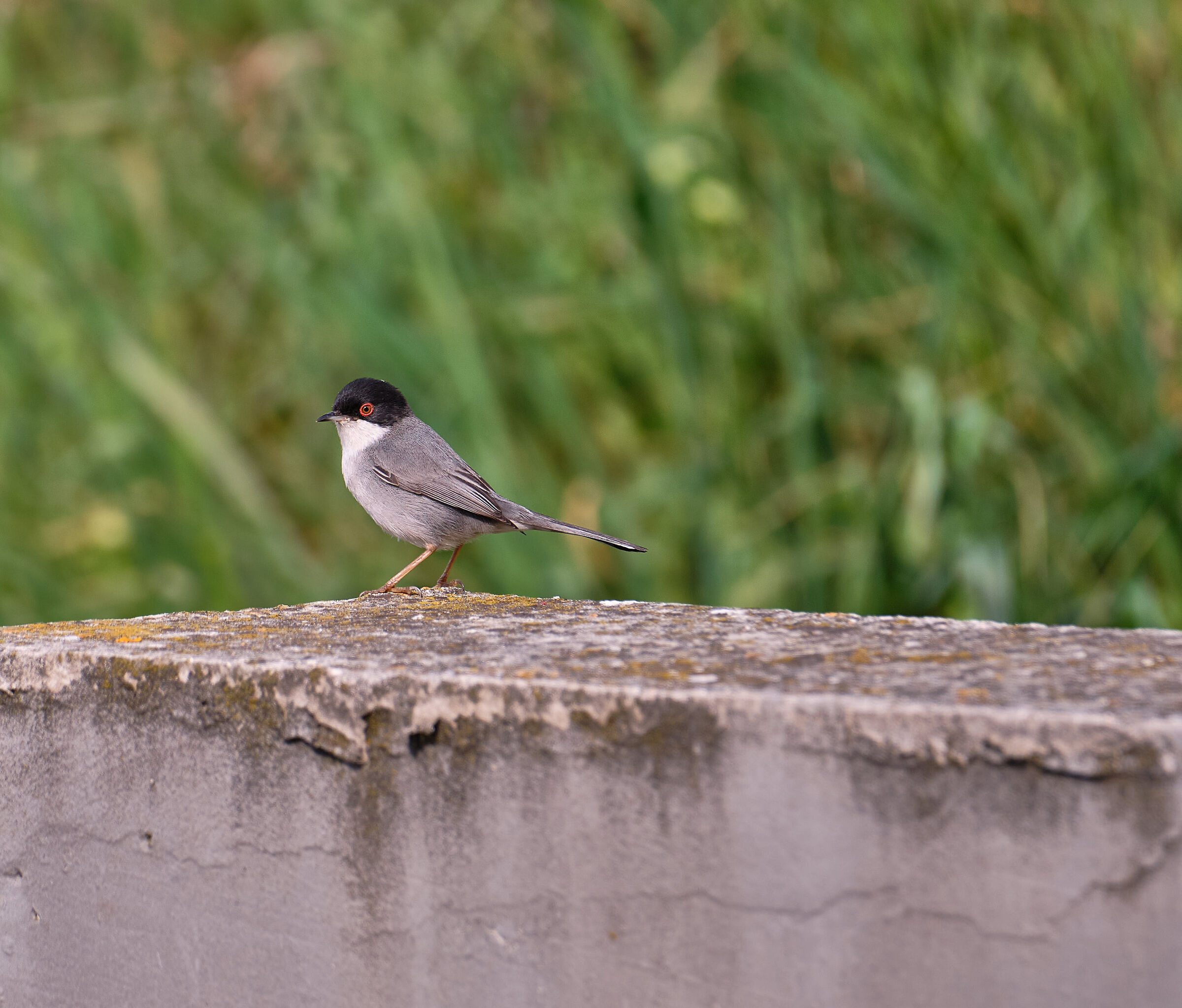 Sardinian warbler