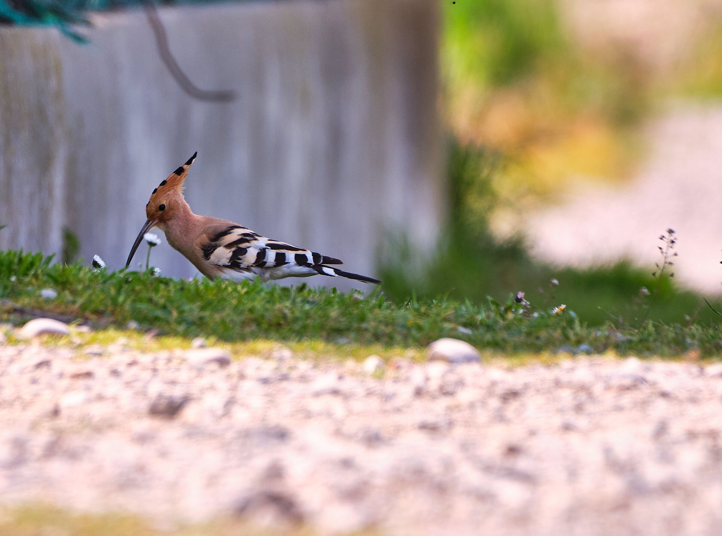 Hoopoe