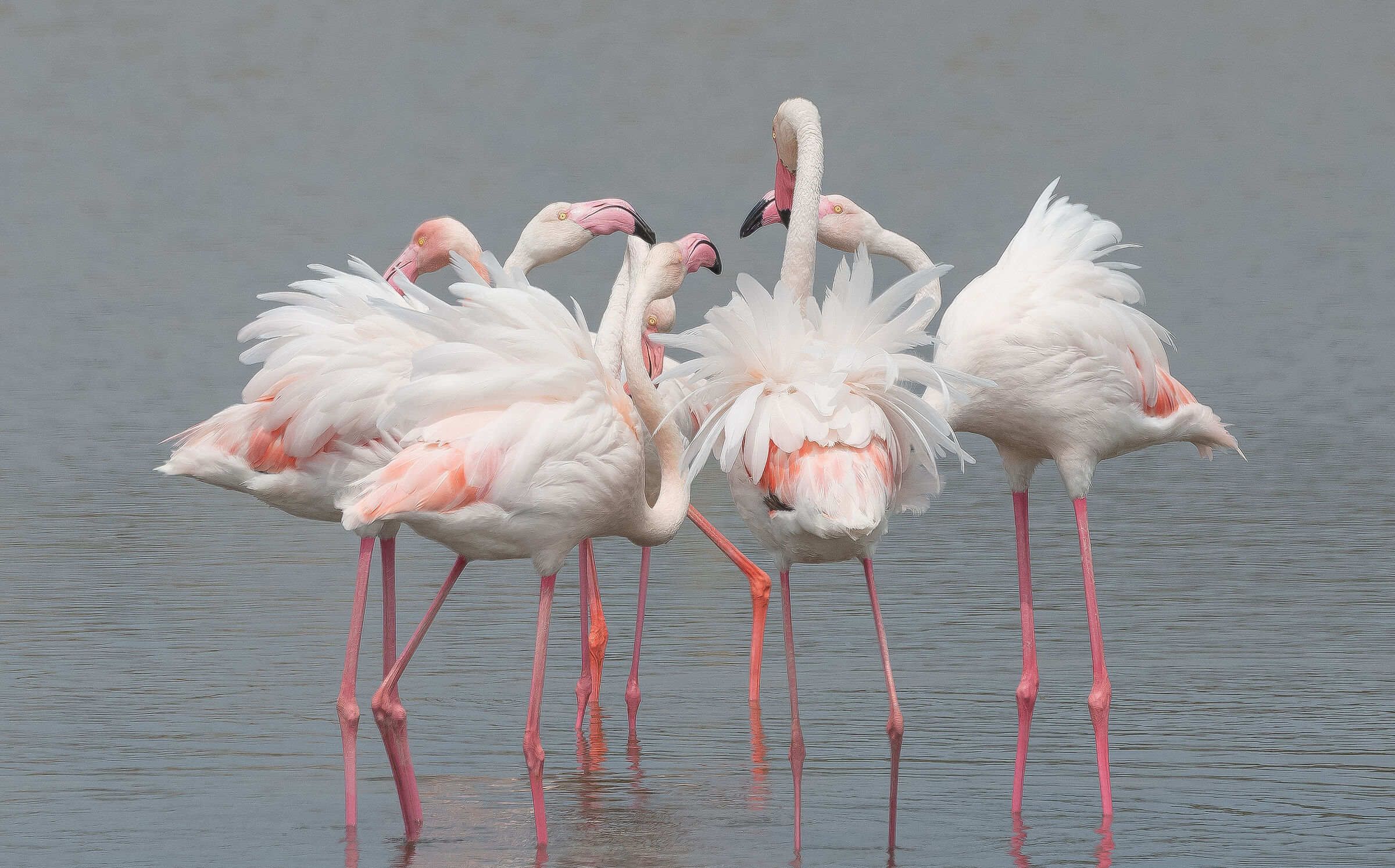 Flamingos-Sicily