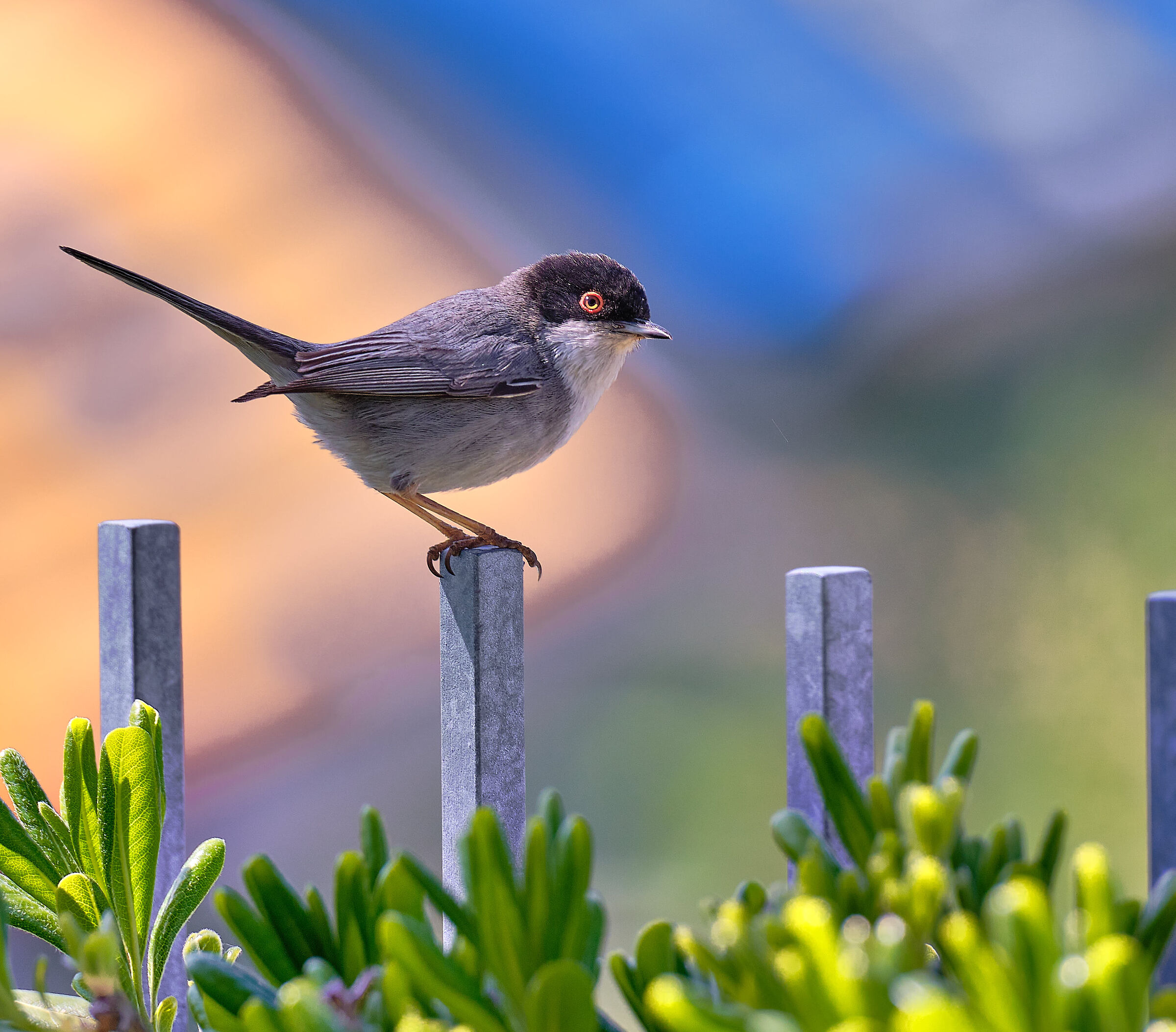 Sardinian warbler