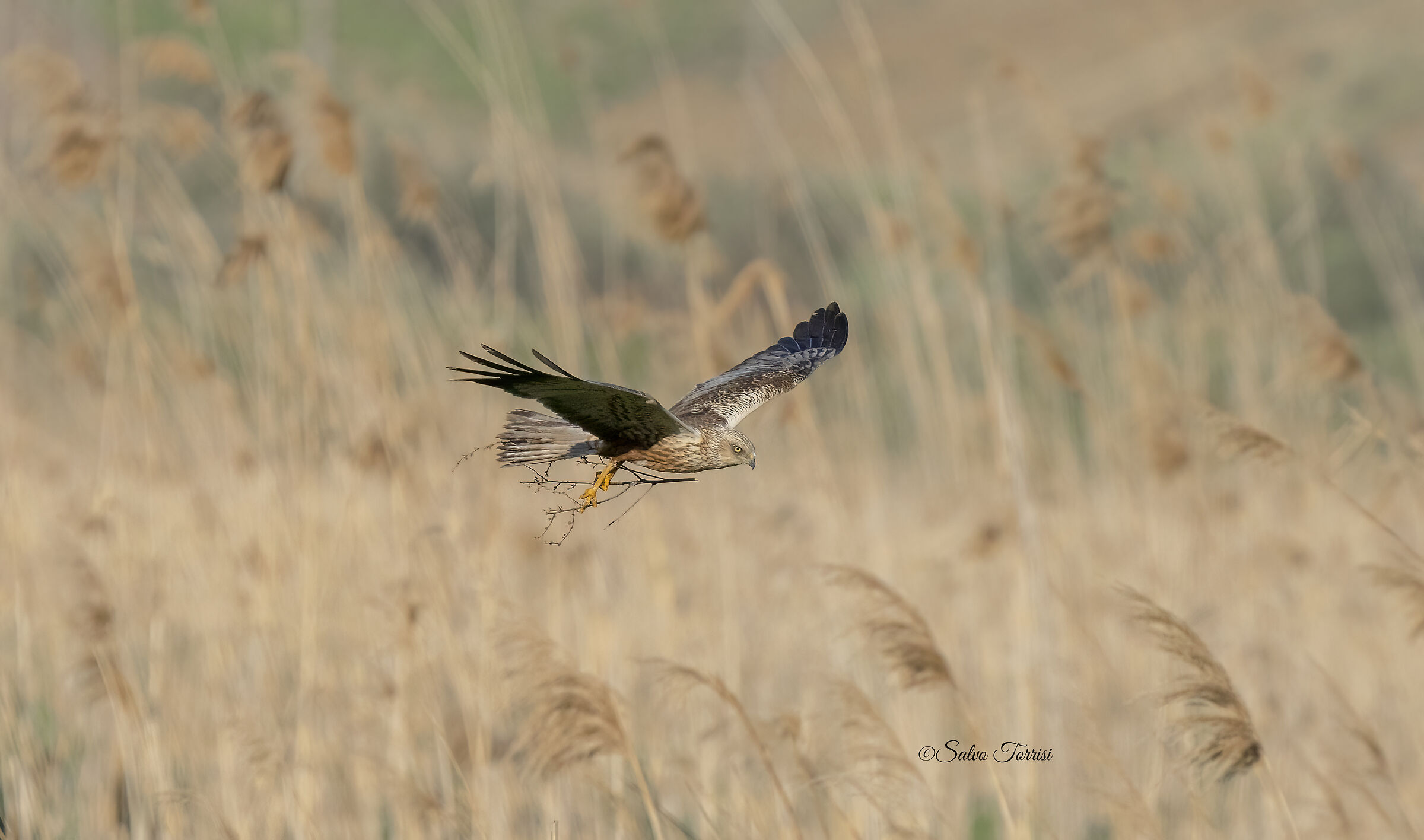Male marsh falcon