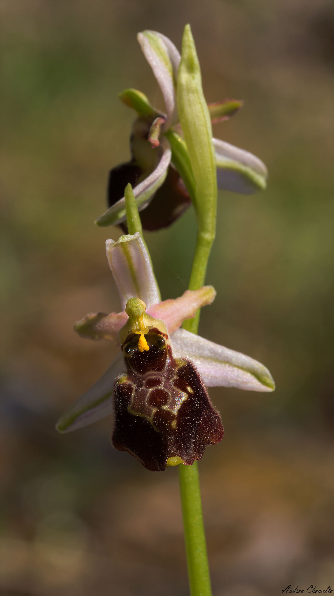 Ophrys exaltata montis-leonis