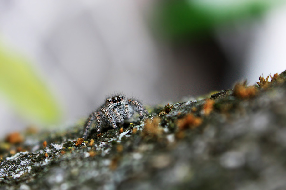 Jumping Spider
