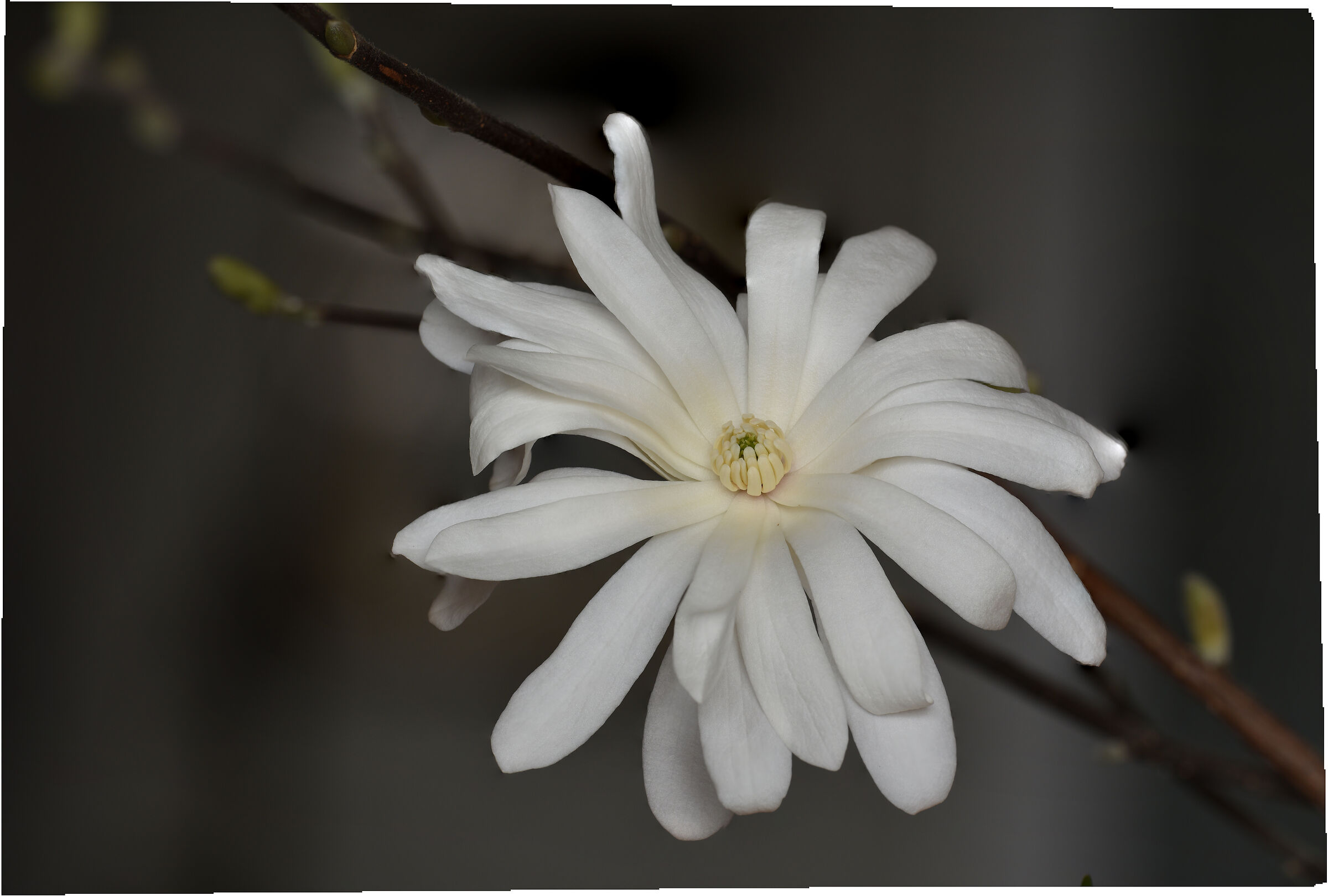 Magnolia Stellata