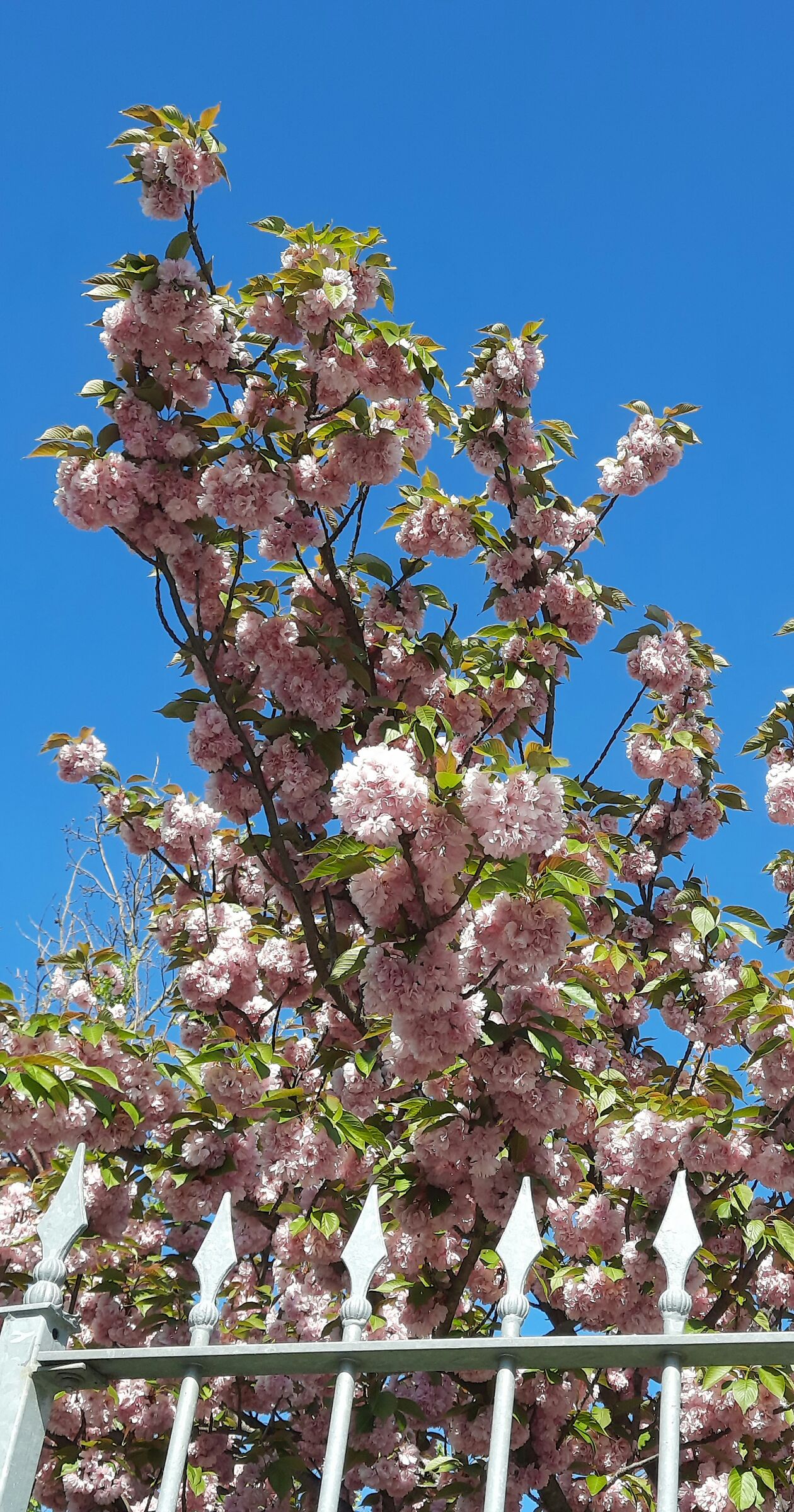 Fiori di cilegio
