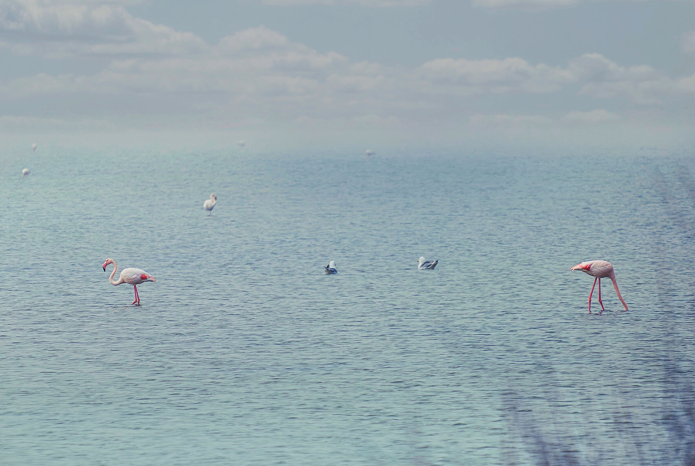 In the lake of Lido di Spina