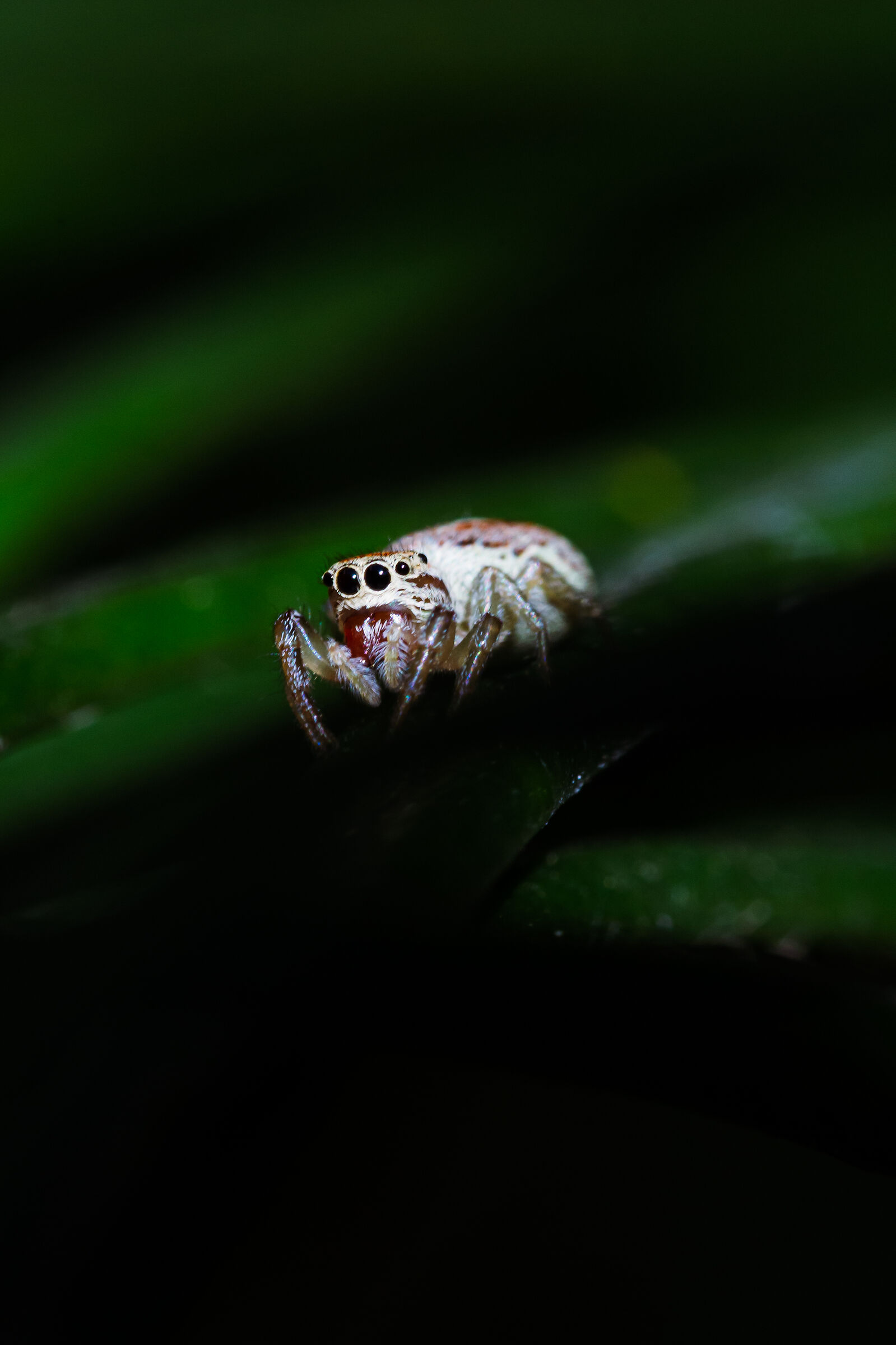 Nella giungla del mio giardino