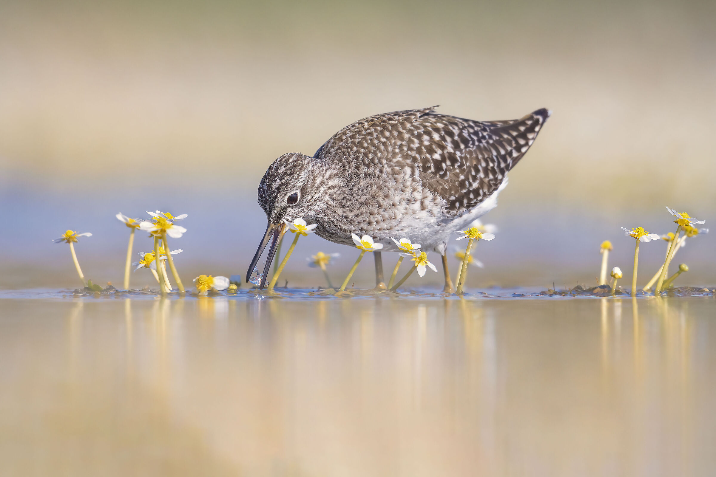 pyro pyro boschereccio