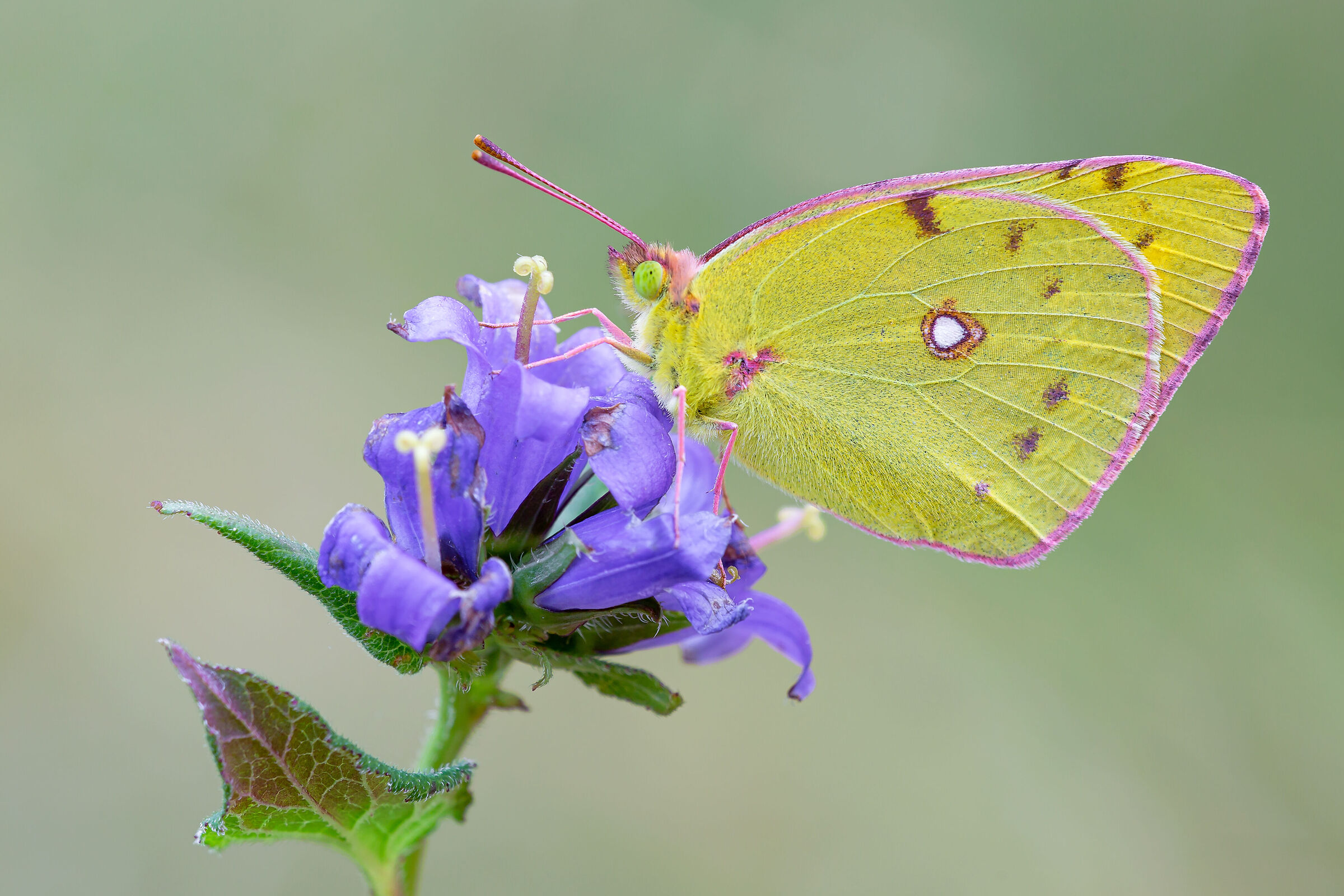 Colias crocea