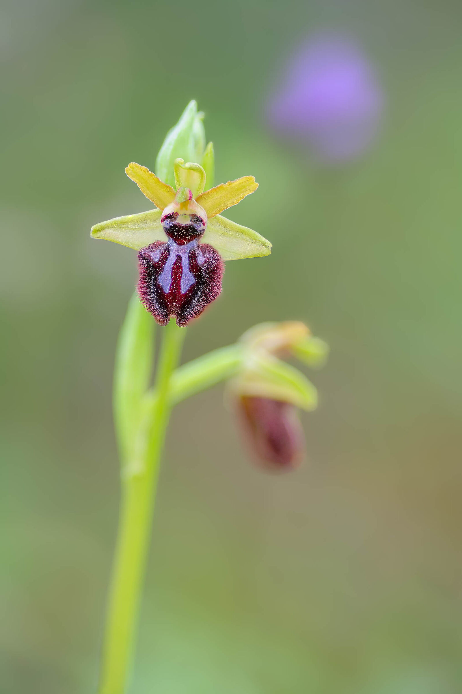 Ophrys incubacea