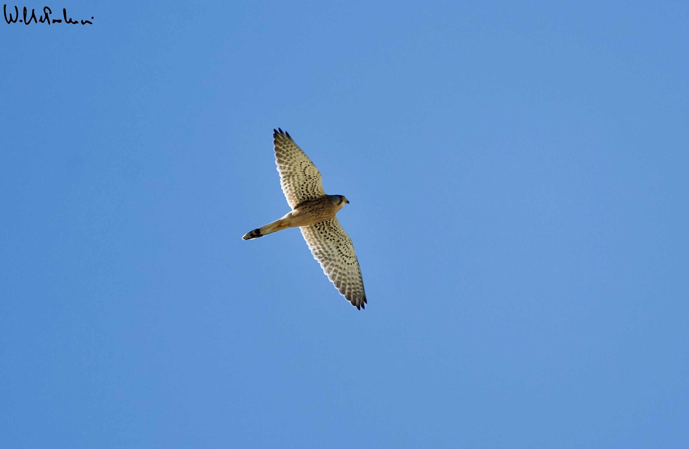Kestrel 1 female