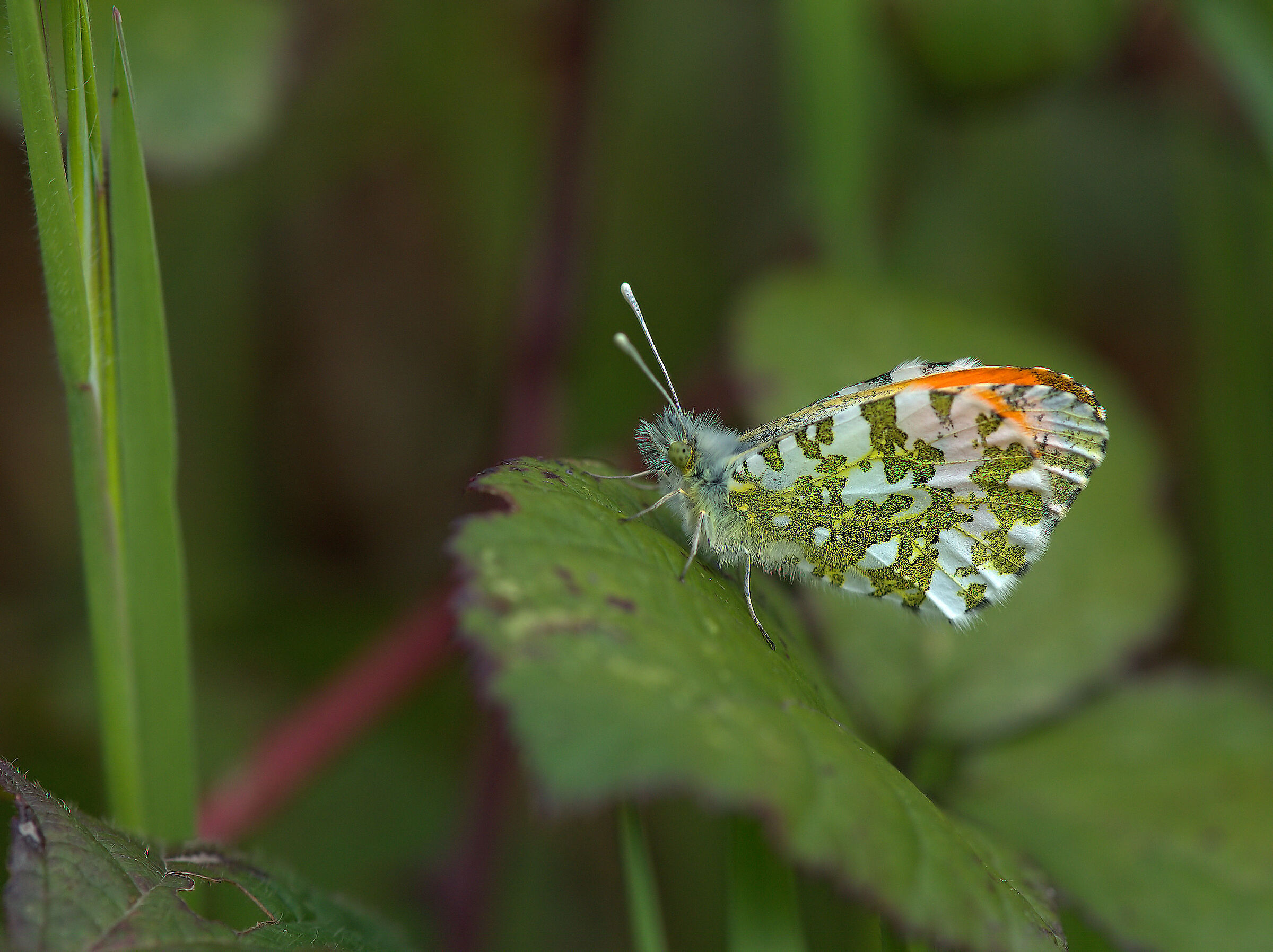 Anthocharis cardamines male