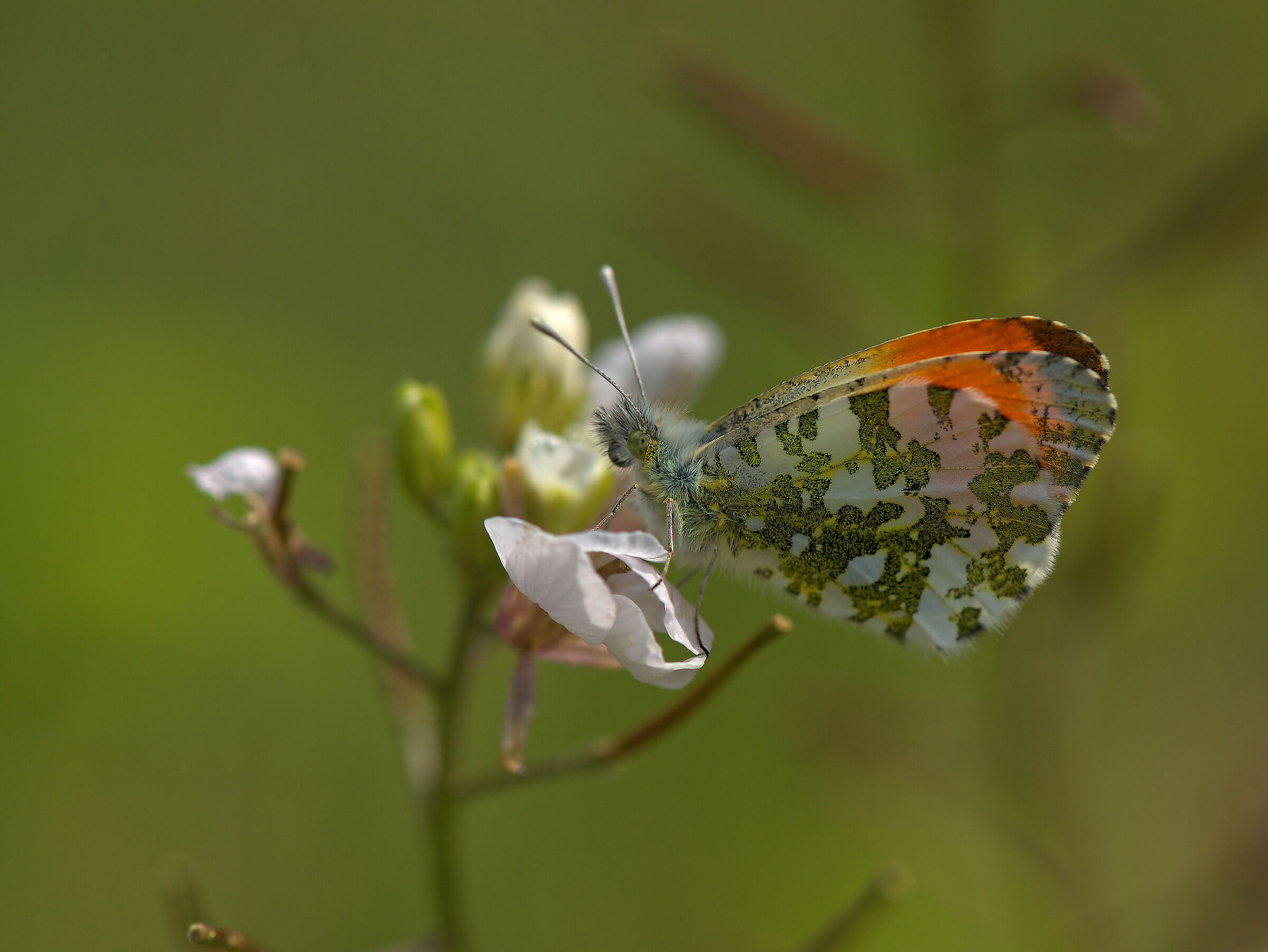 Anthocharis cardamines male