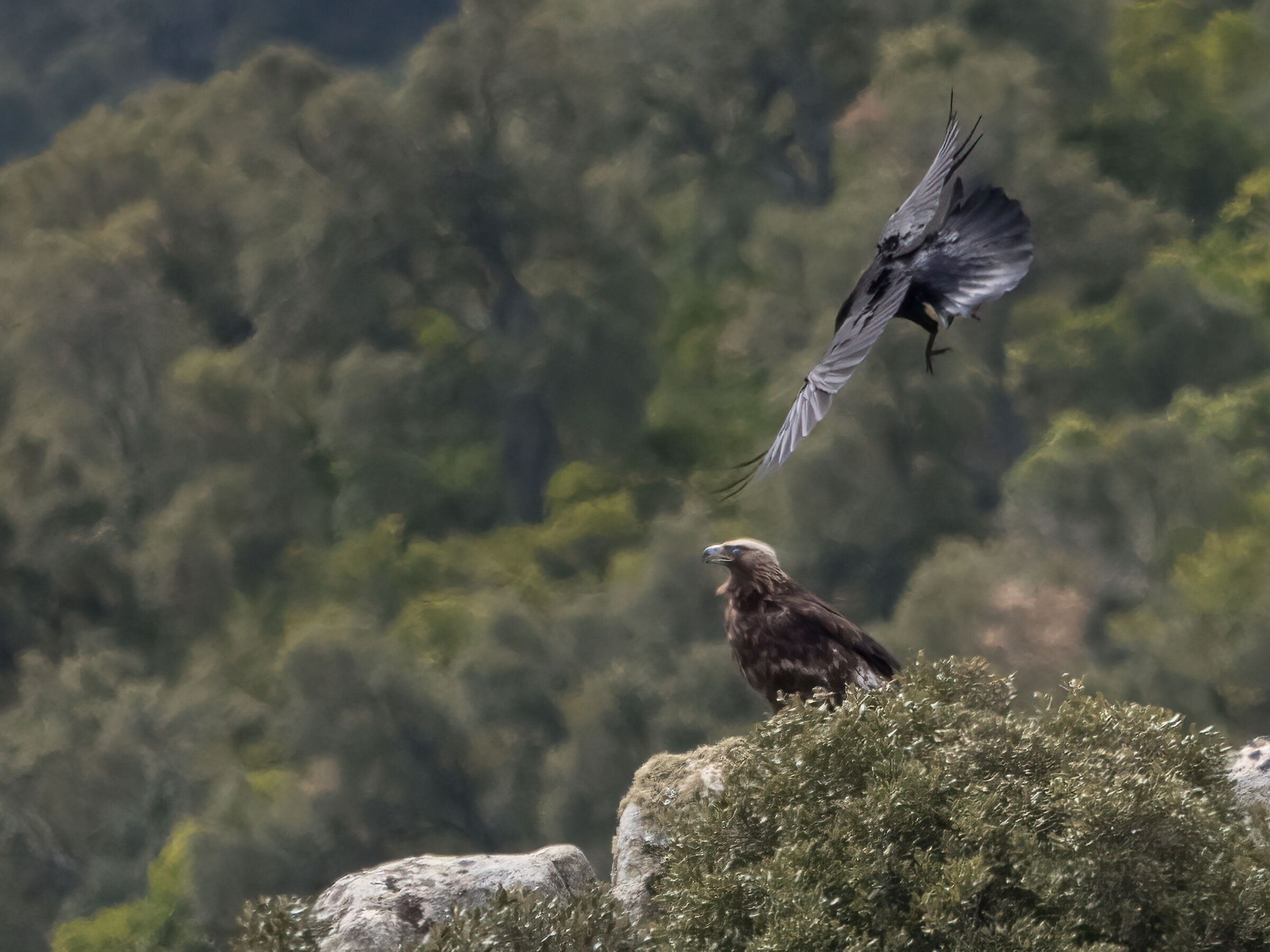 Aquila reale Sardegna