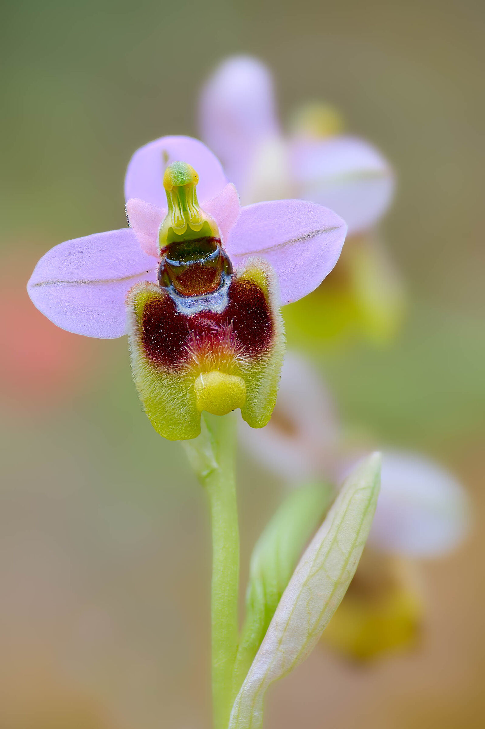 Ophrys tenthredinifera