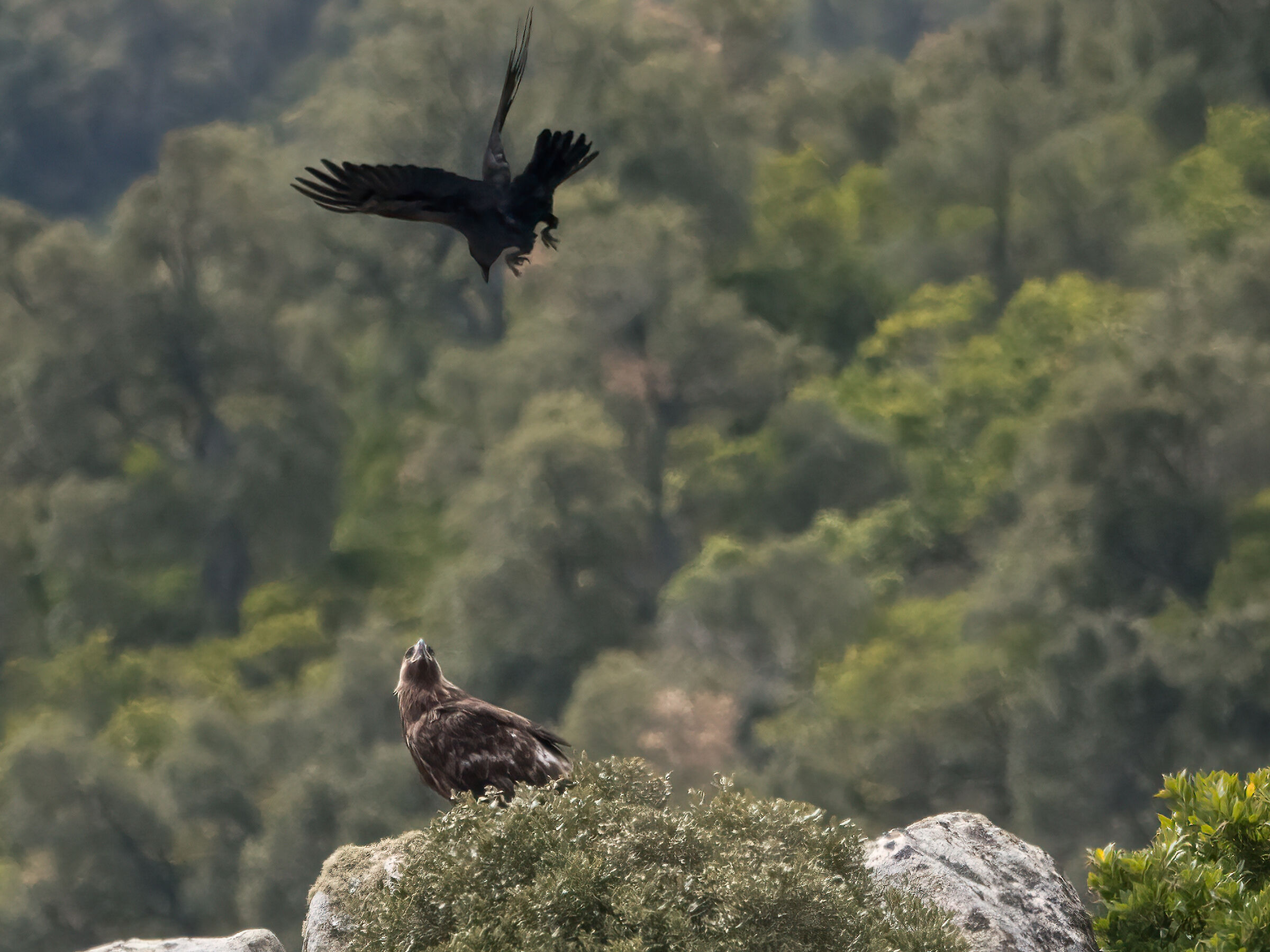 Golden eagle Sardinia