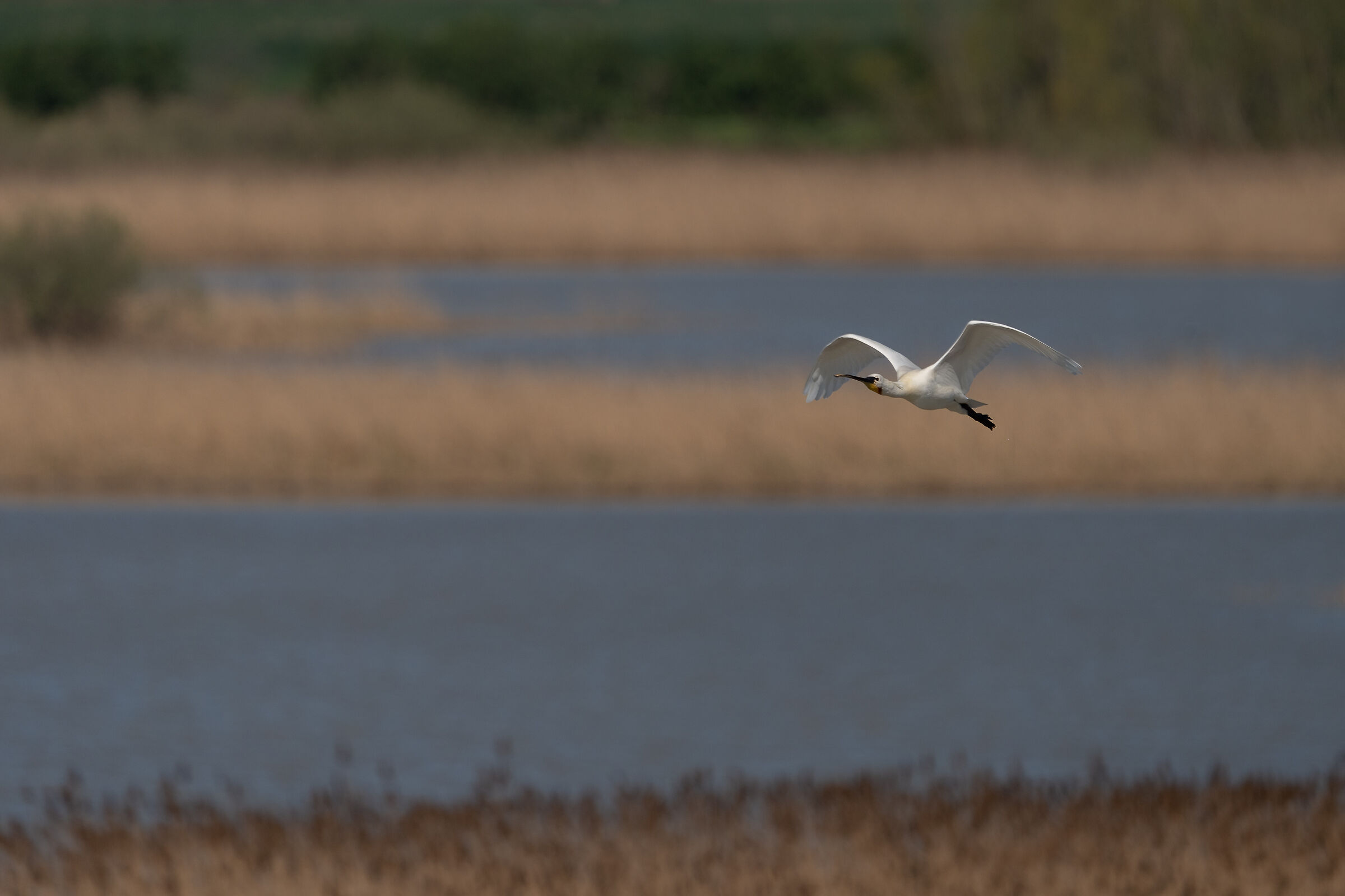Spatula (Mandriole Valley)
