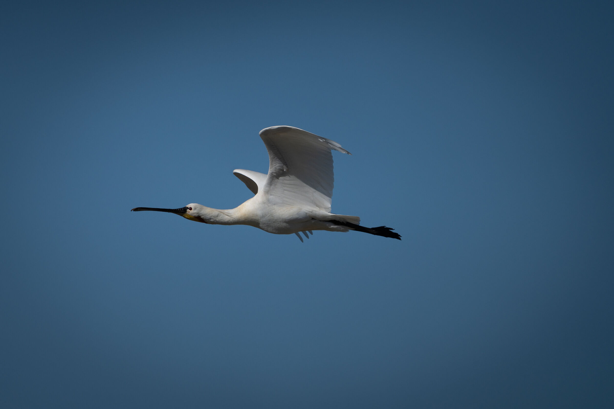 Its elegance "the Spatula"