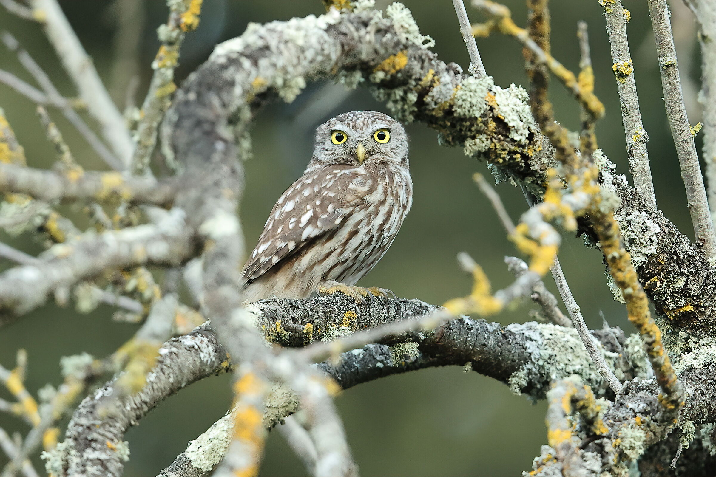Owl