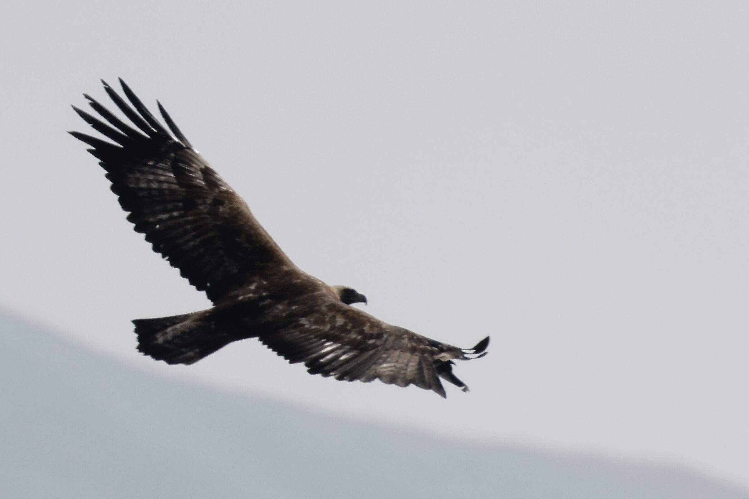 Aquila reale