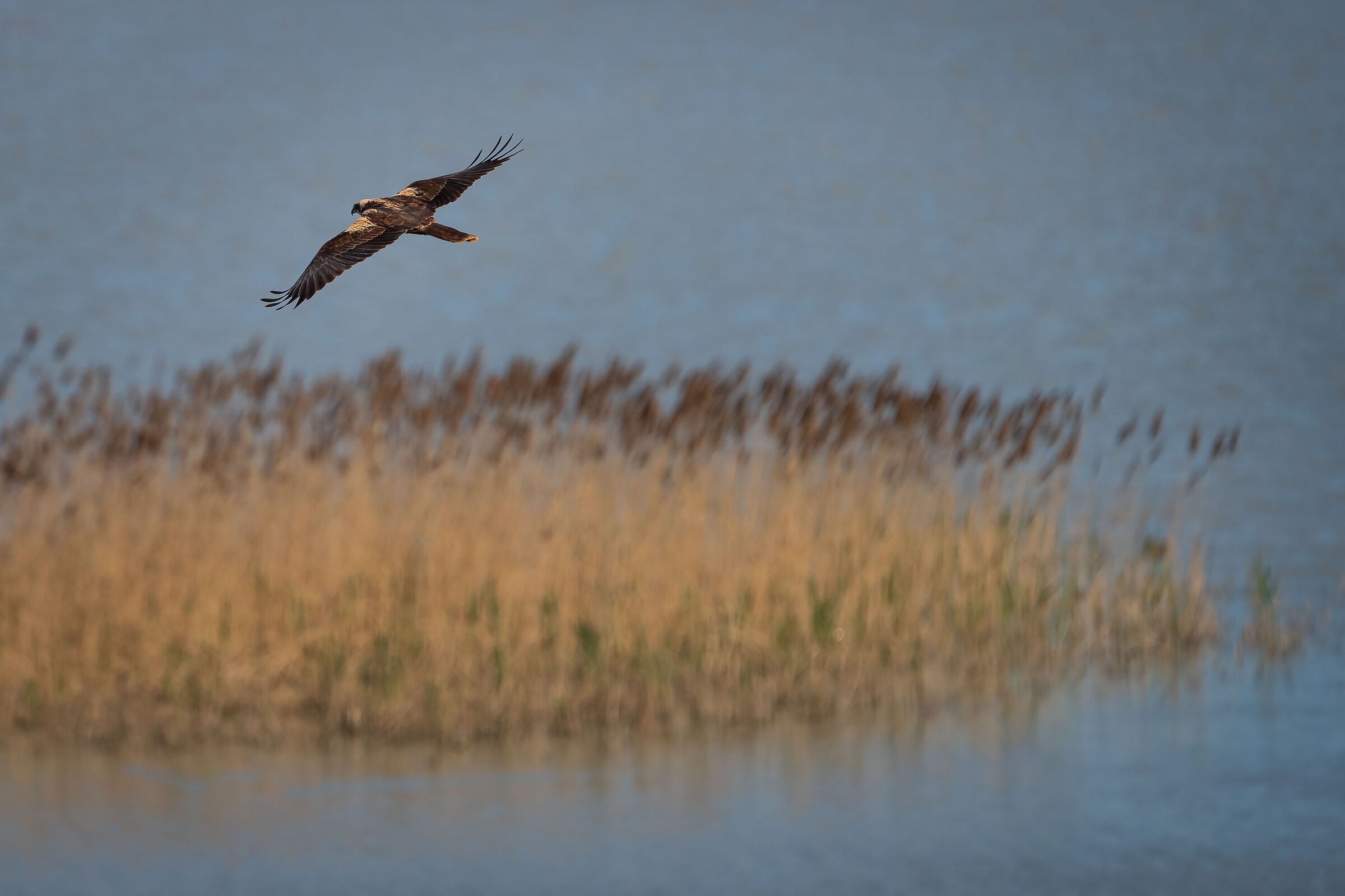 His Majesty the Marsh Falcon