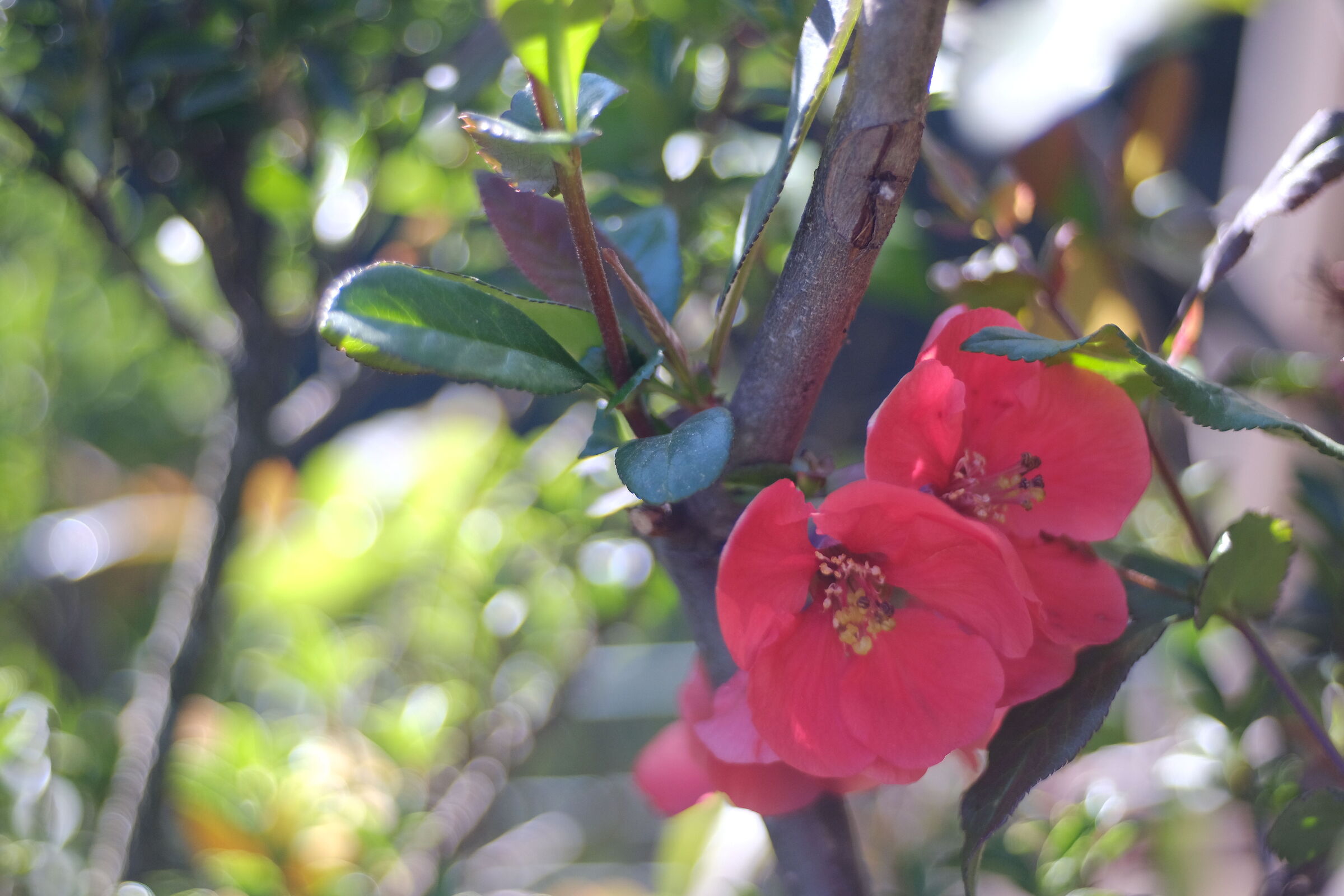 Quince of Japan 2