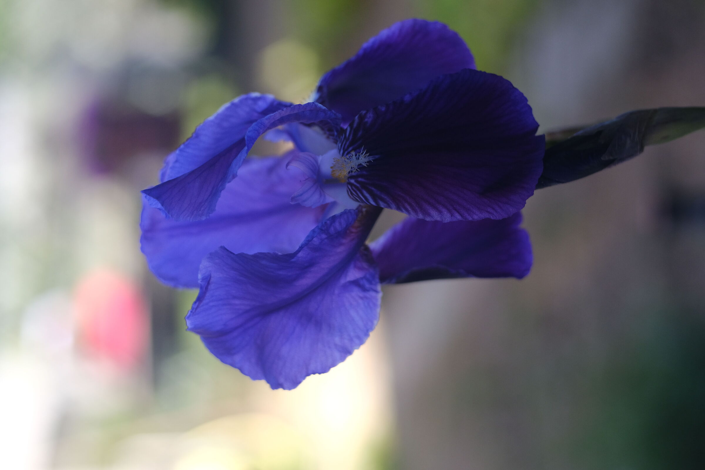 Iris