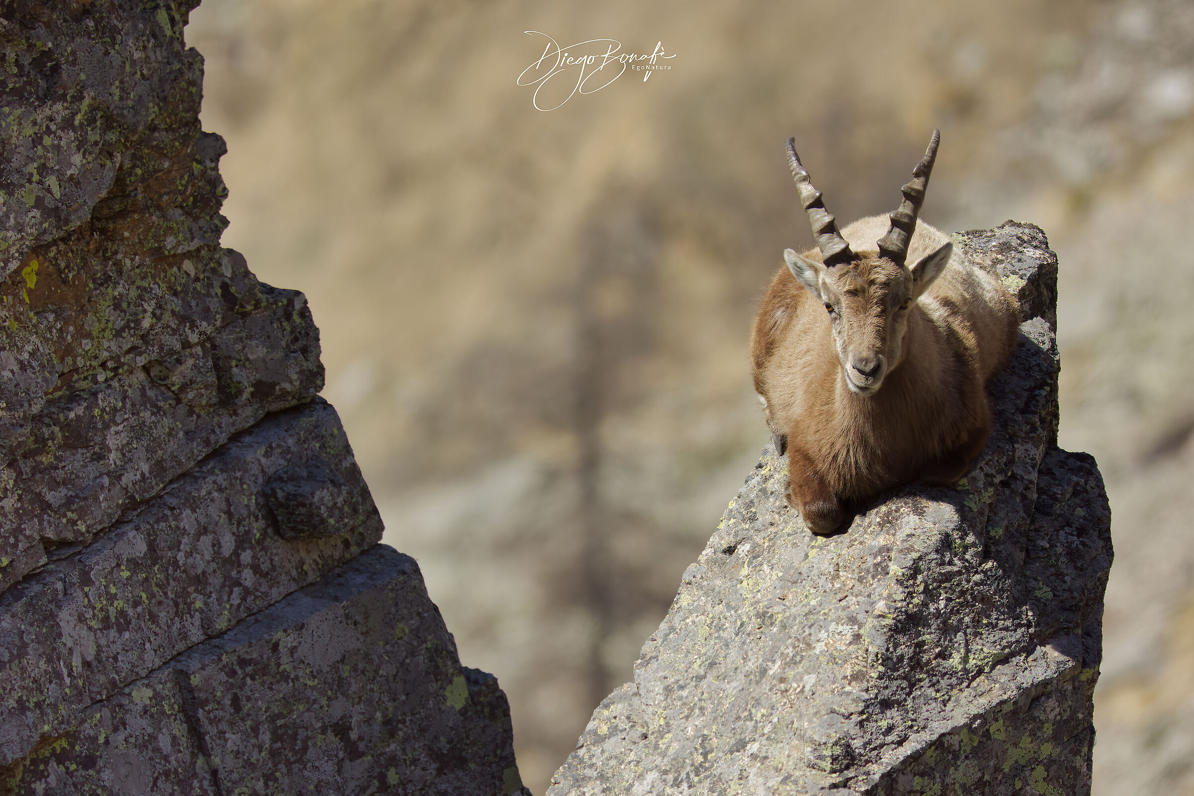 Per lo stambecco questa è comodità ...